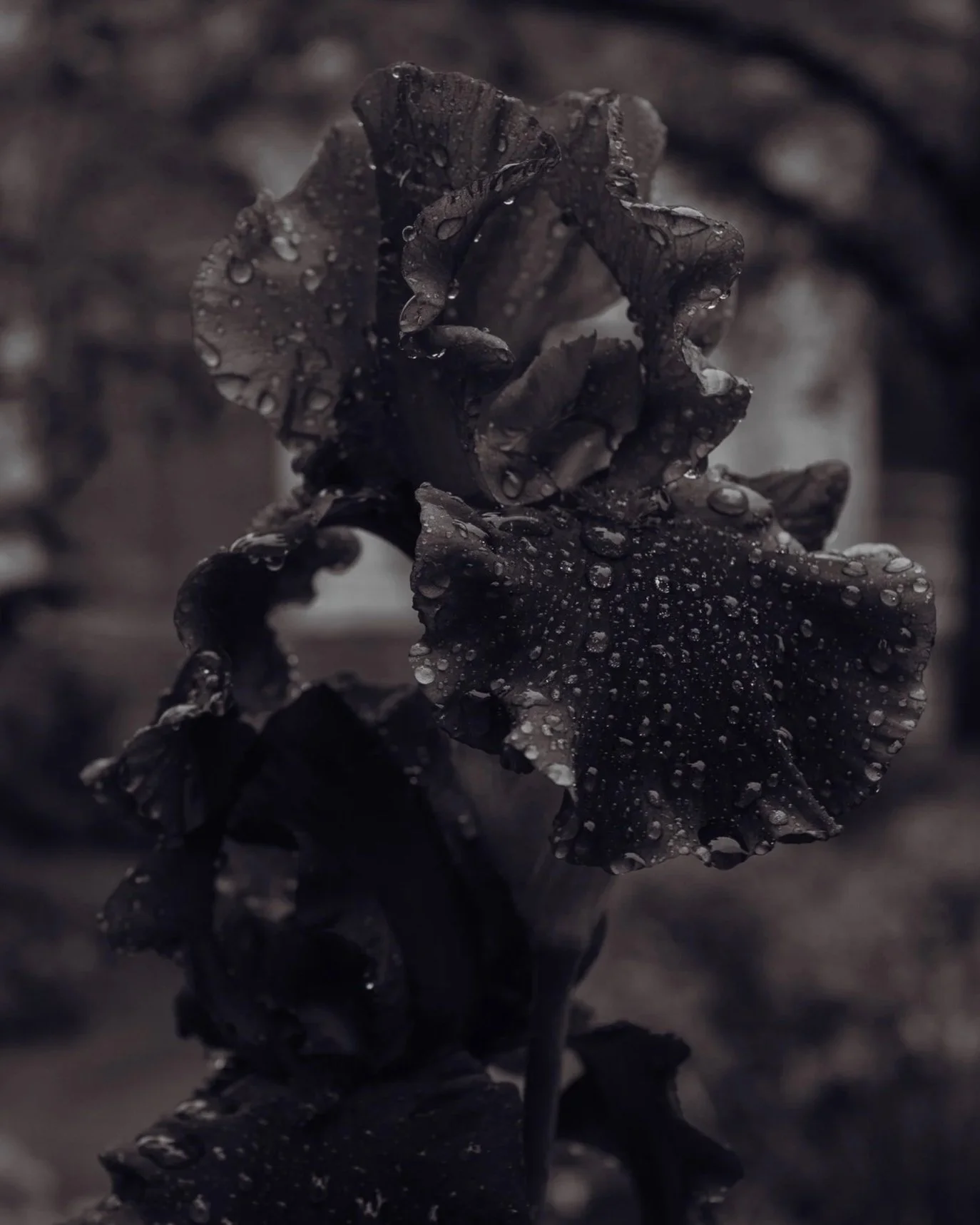 Dew+8x10+border.jpg