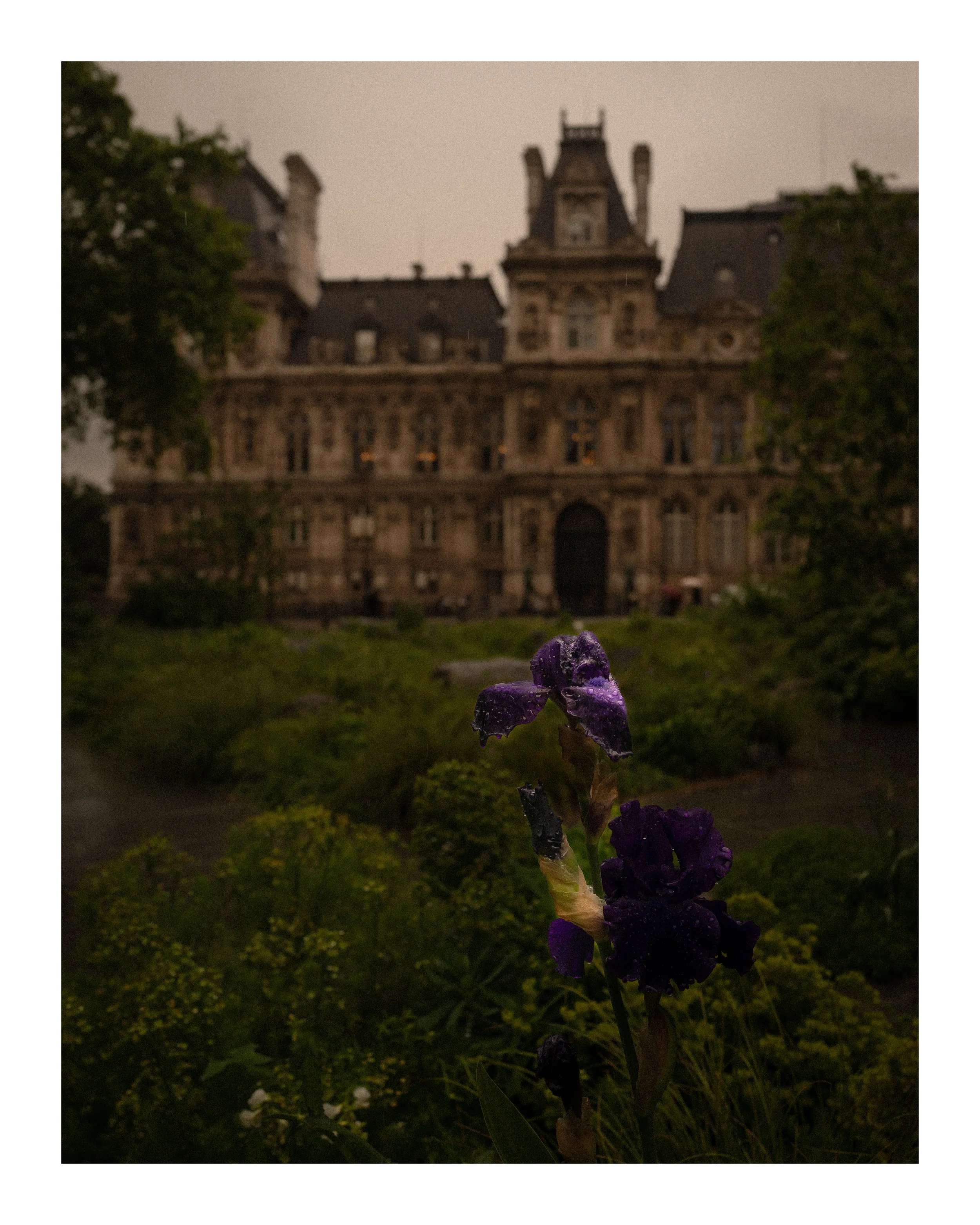 Iris 8x10 border.jpg