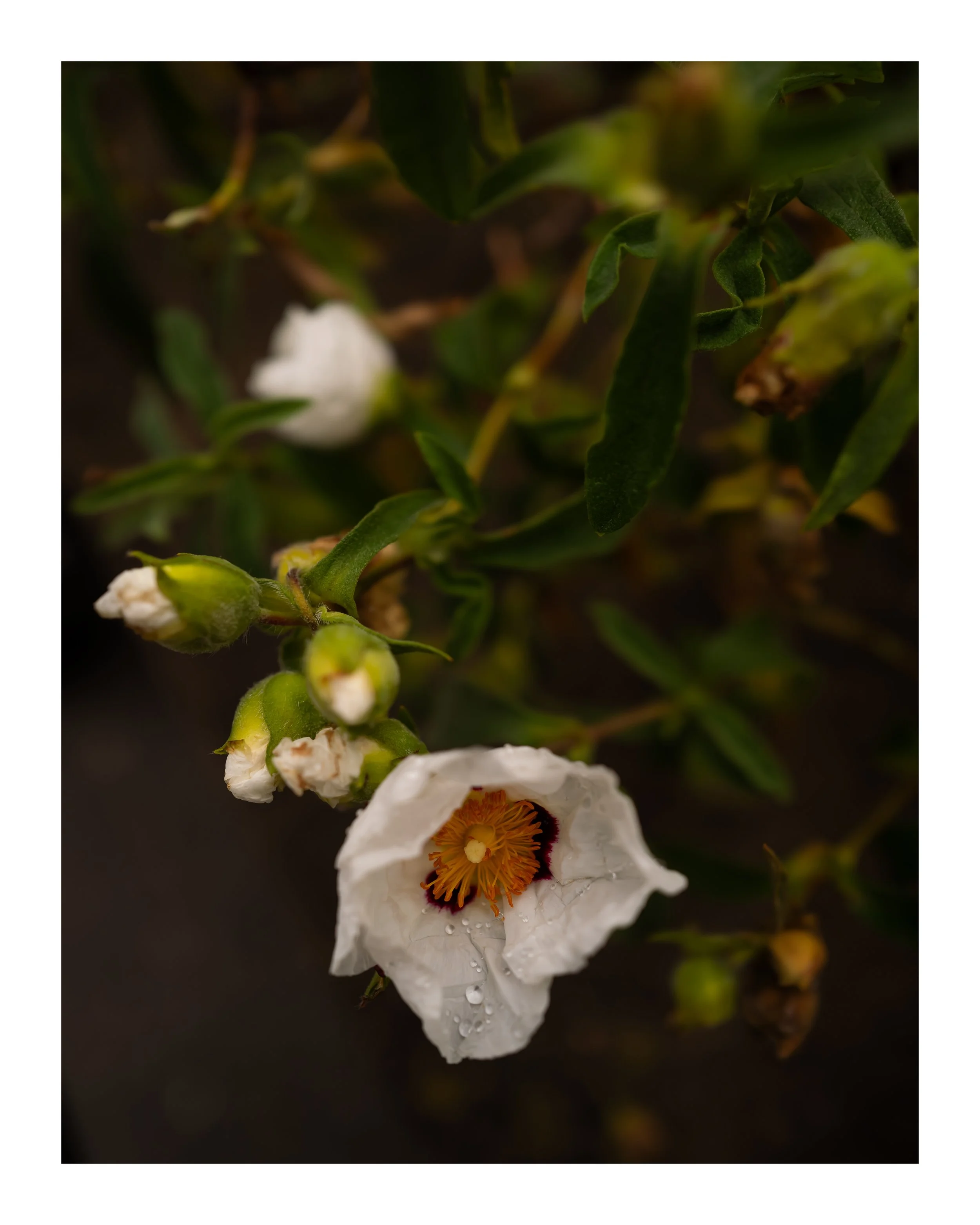 Rock Rose 8x10 border.jpg