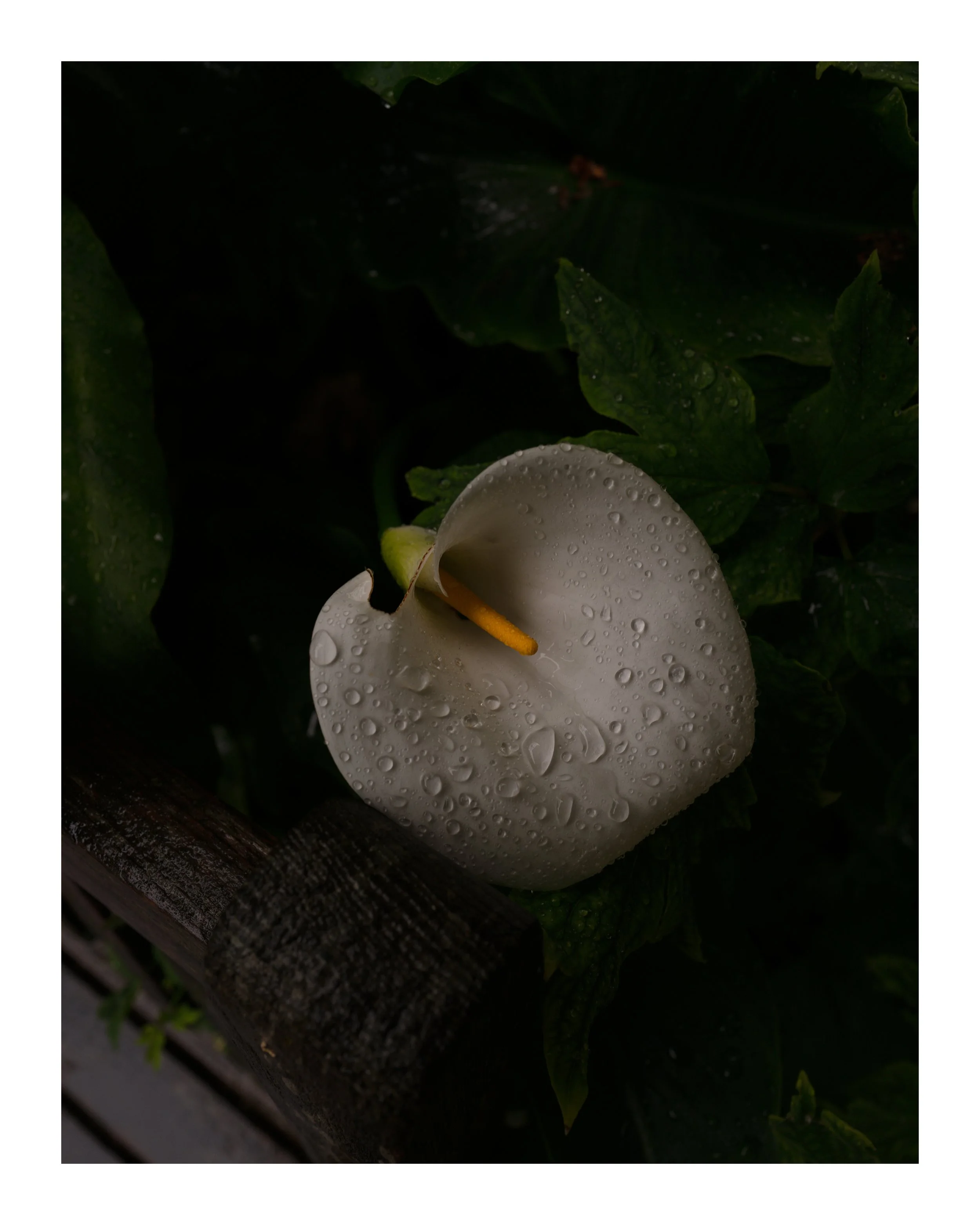 Calla 8x10 border.jpg