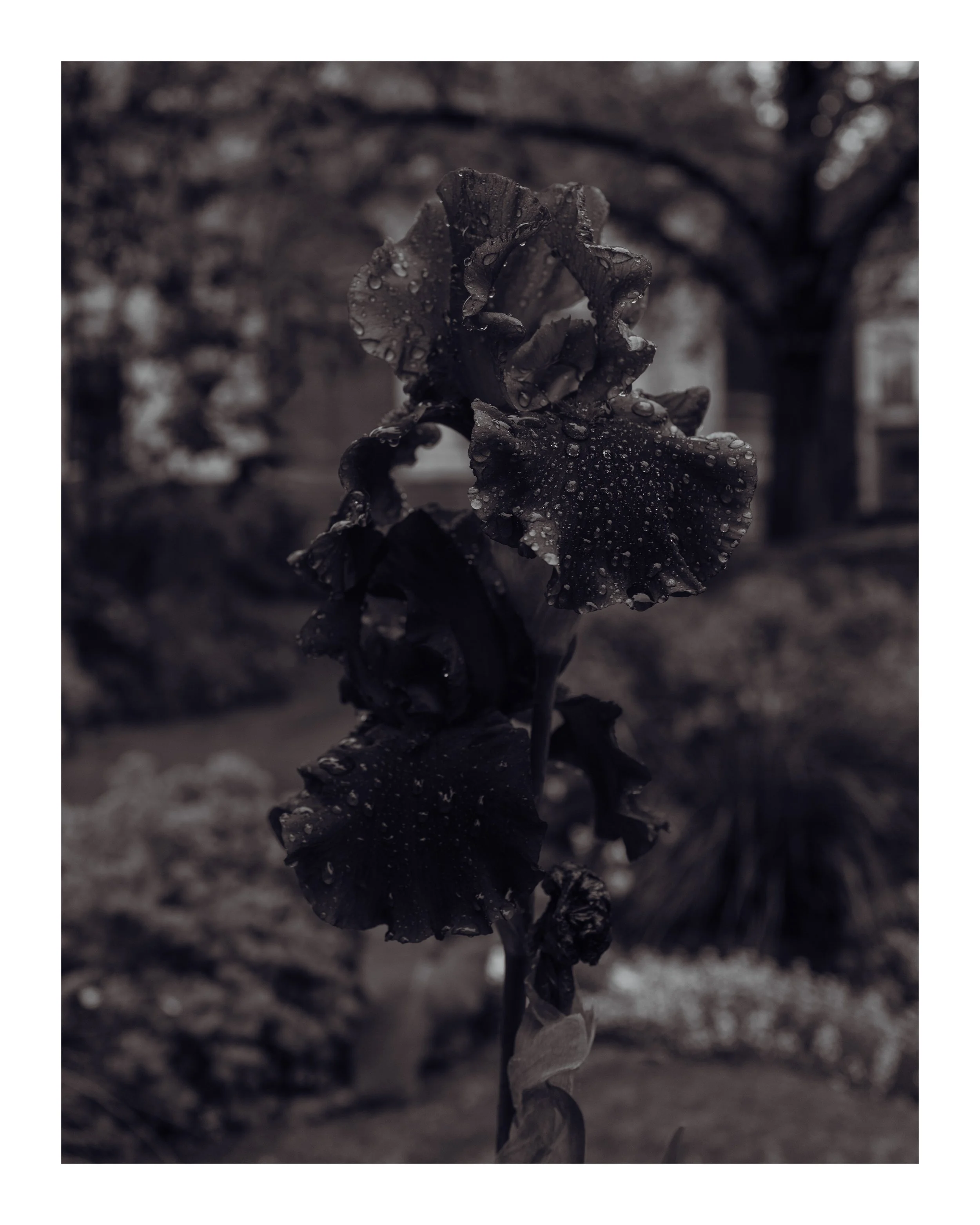 Dew 8x10 border.jpg