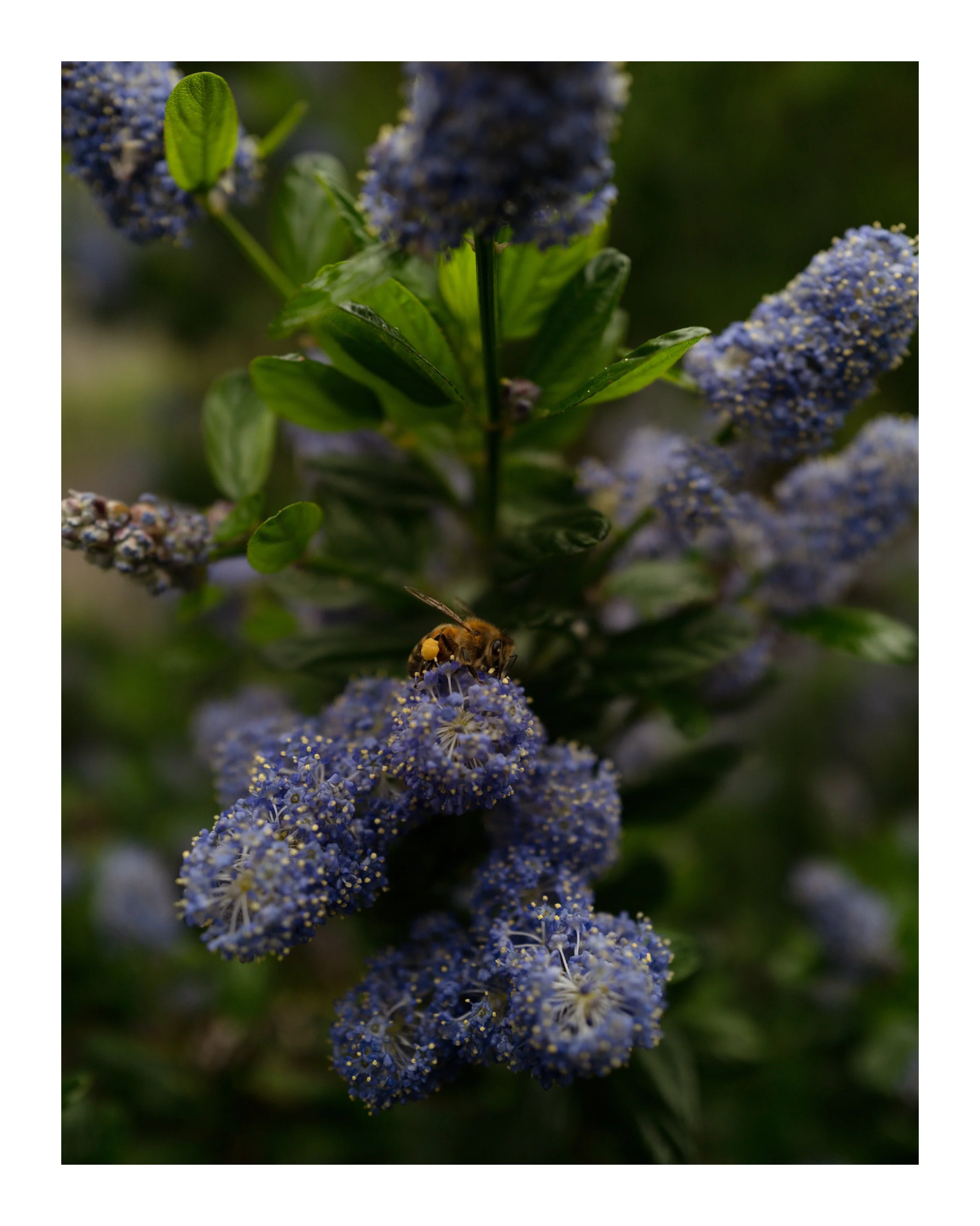 Pollen 8x10 border.jpg
