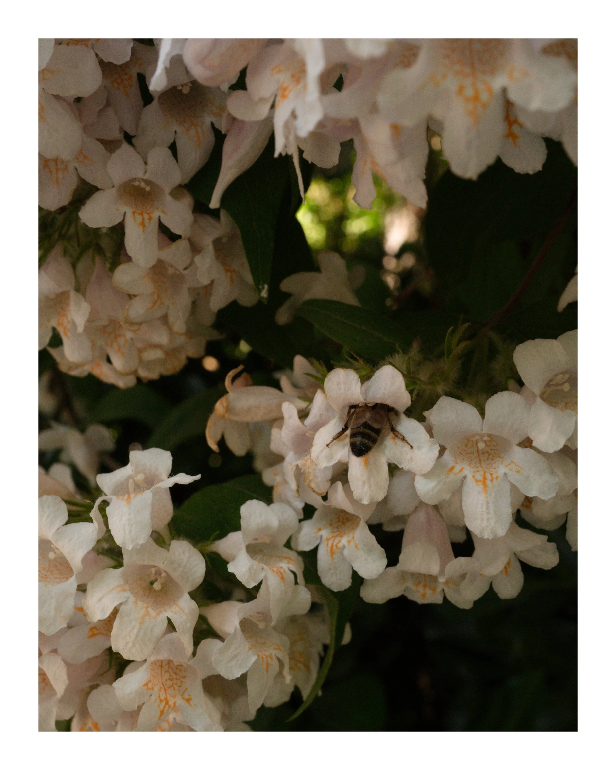 derriere8x10border.jpg