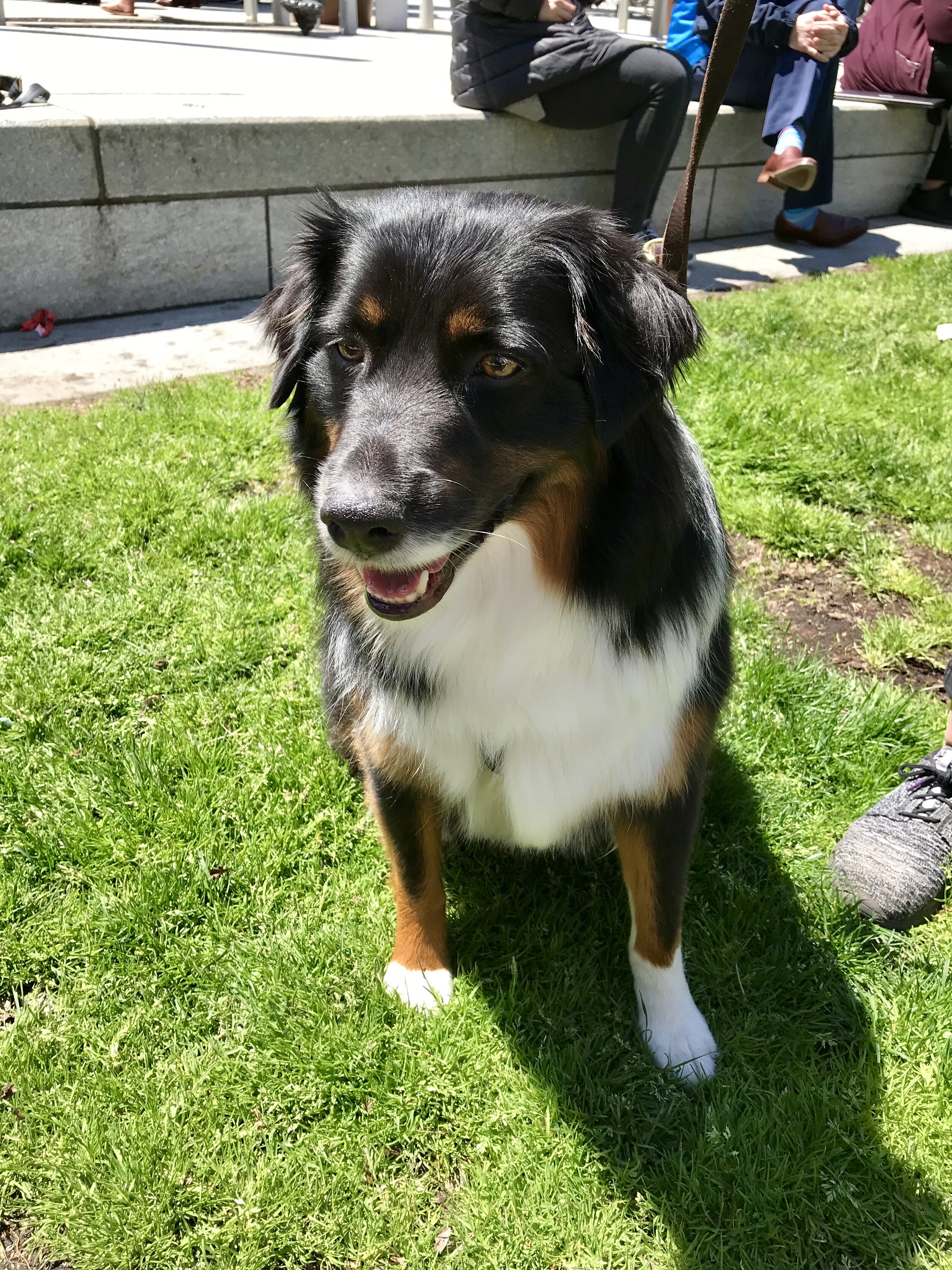 Office dog no. 1.