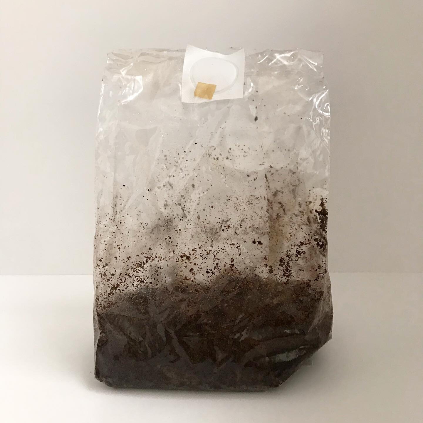 Day 2. After inoculation of Oyster. 
I hope the mycelium grows well🤞☕️🍄👶