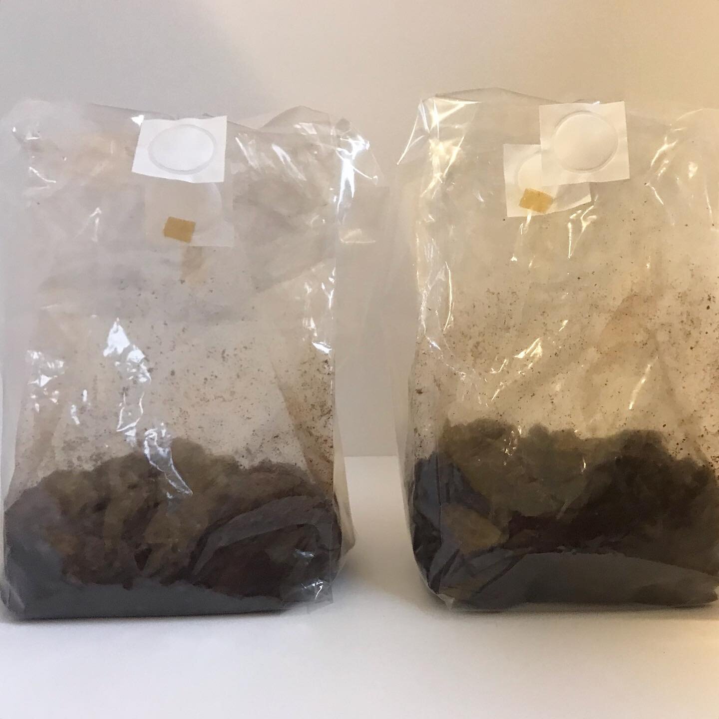 The mycelium is starting to show.🍄🍄🍄
#mycelium