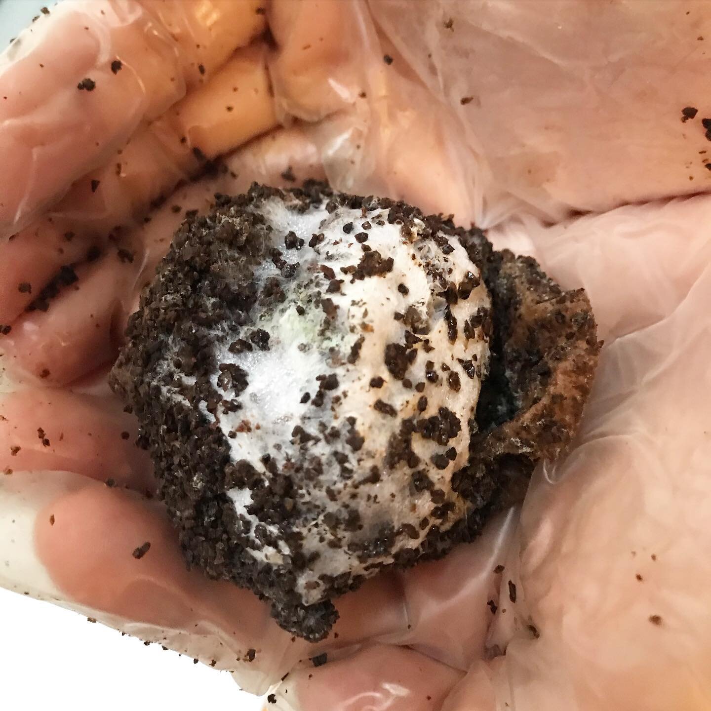 The mycelium looks like a jewel 😍💎
#mycelium