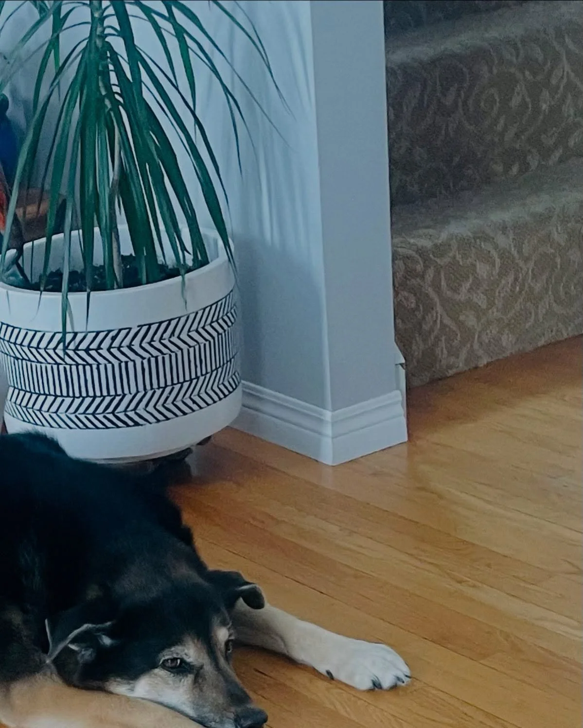 This one is already 9!! 🐶💛 Vada is a sweet girl who fills our days with love, lots of walks and a furry house! Best little buddy 🥳