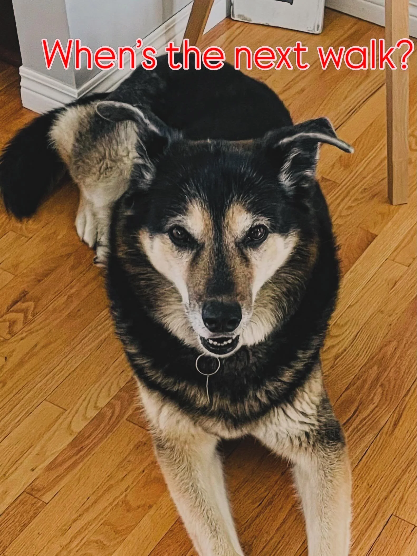 If this one could talk, I&rsquo;m pretty sure I know what she would say!! 🤣🐾🐕&zwj;🦺

Also&hellip;.
🧡🇨🇦🧡Happy Canada Day! 🧡🇨🇦🧡