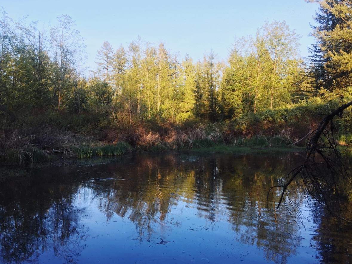 Save the West Creek Wetlands