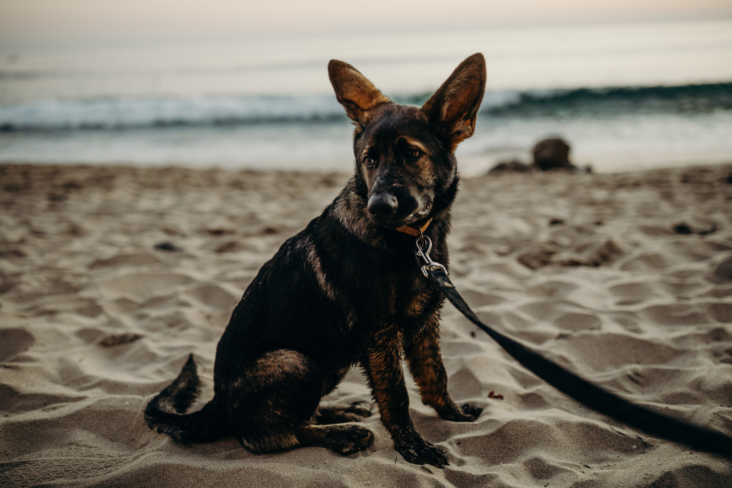 beach-couples-session-southern-california-couples-session-del-mar-photoshoot-beach-session-outfit-inspiration-outfit-casual-beach-outfit-comfy-beach-day-brayden-and-syd-photography-photos-with-dog