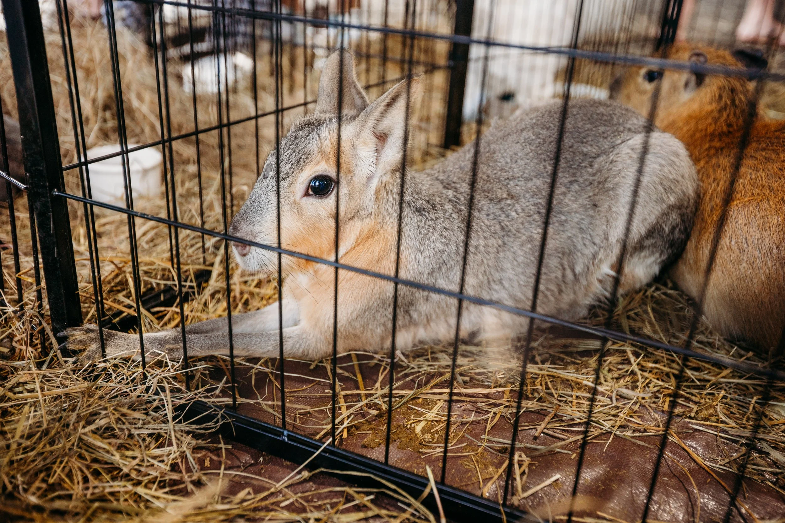 03.07.26_WildlifeExpo2026-2802.jpg