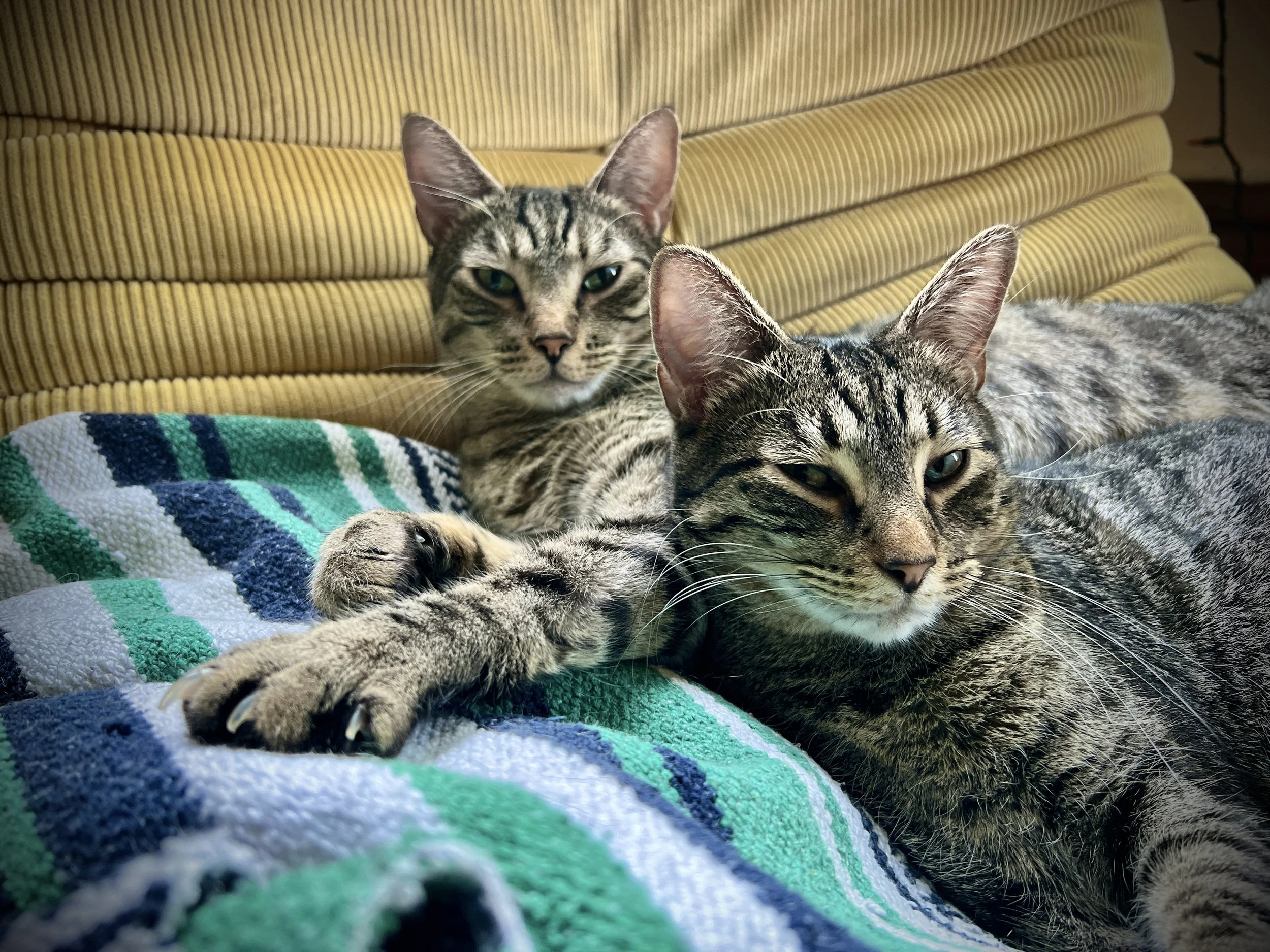 cats_IMG_3898 2.jpg
