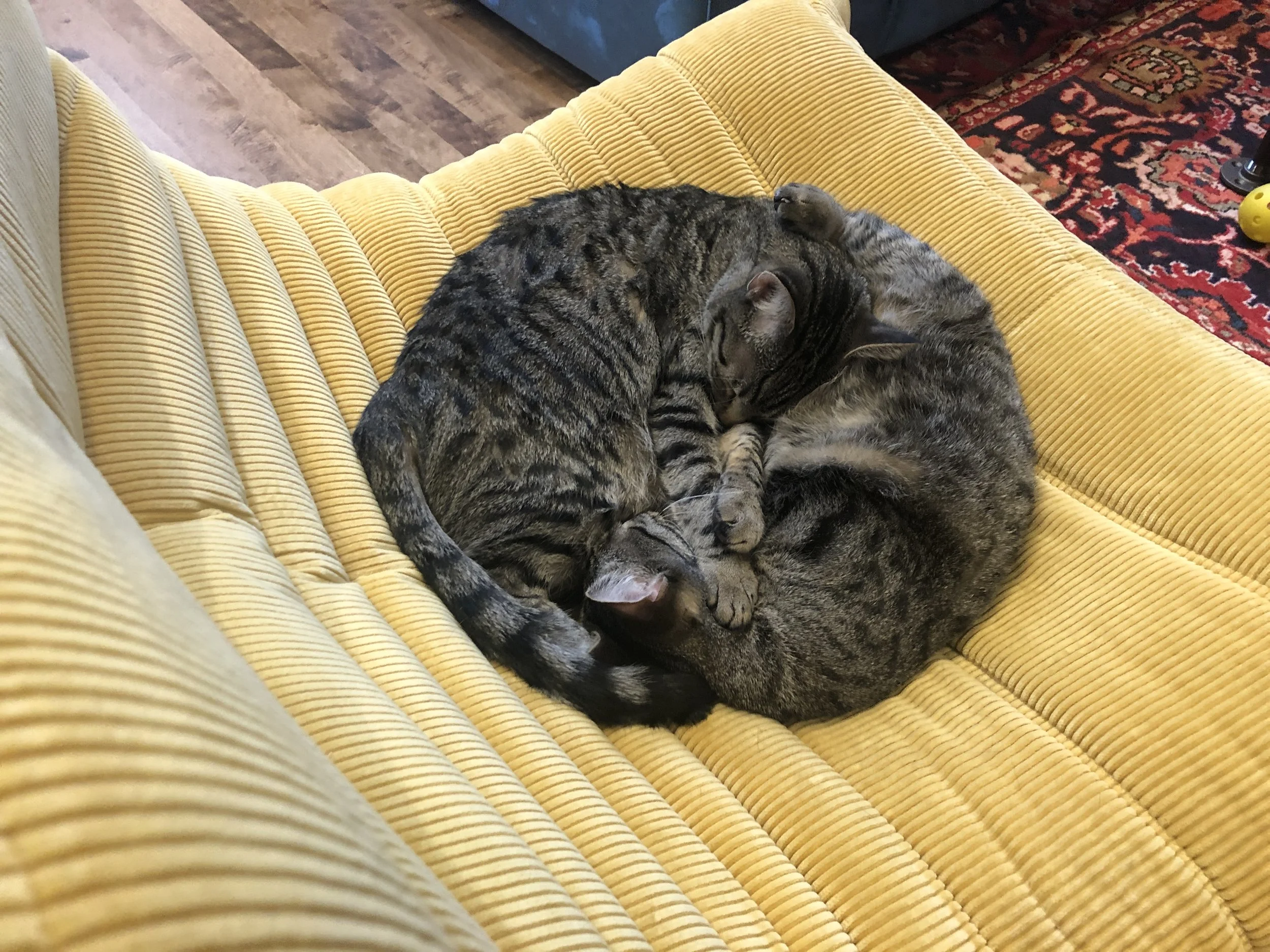cats_IMG_3923.JPG