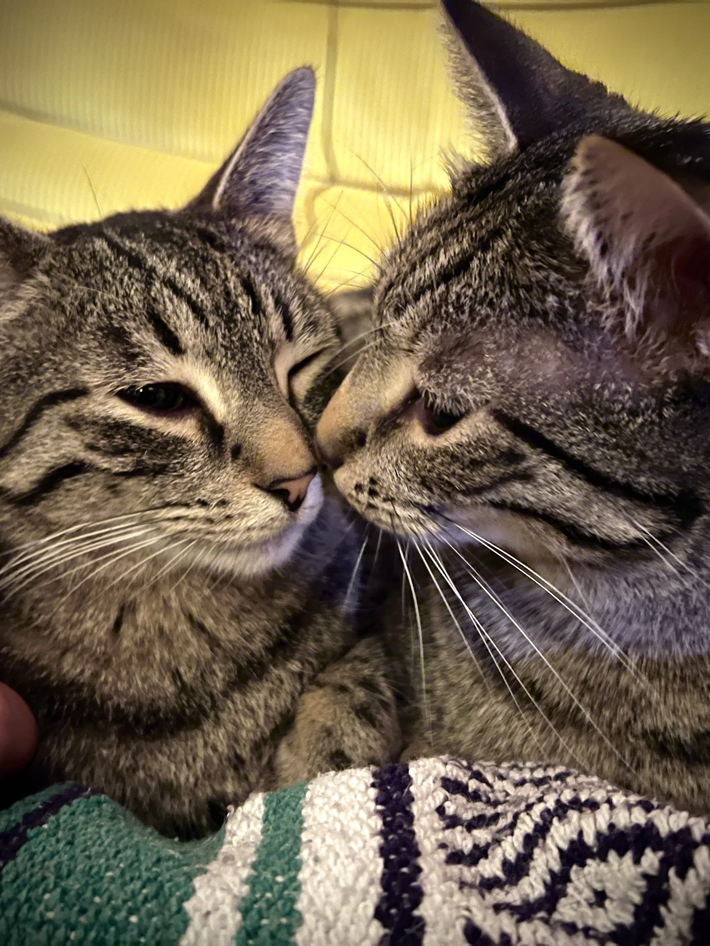 cats_IMG_2988.jpg