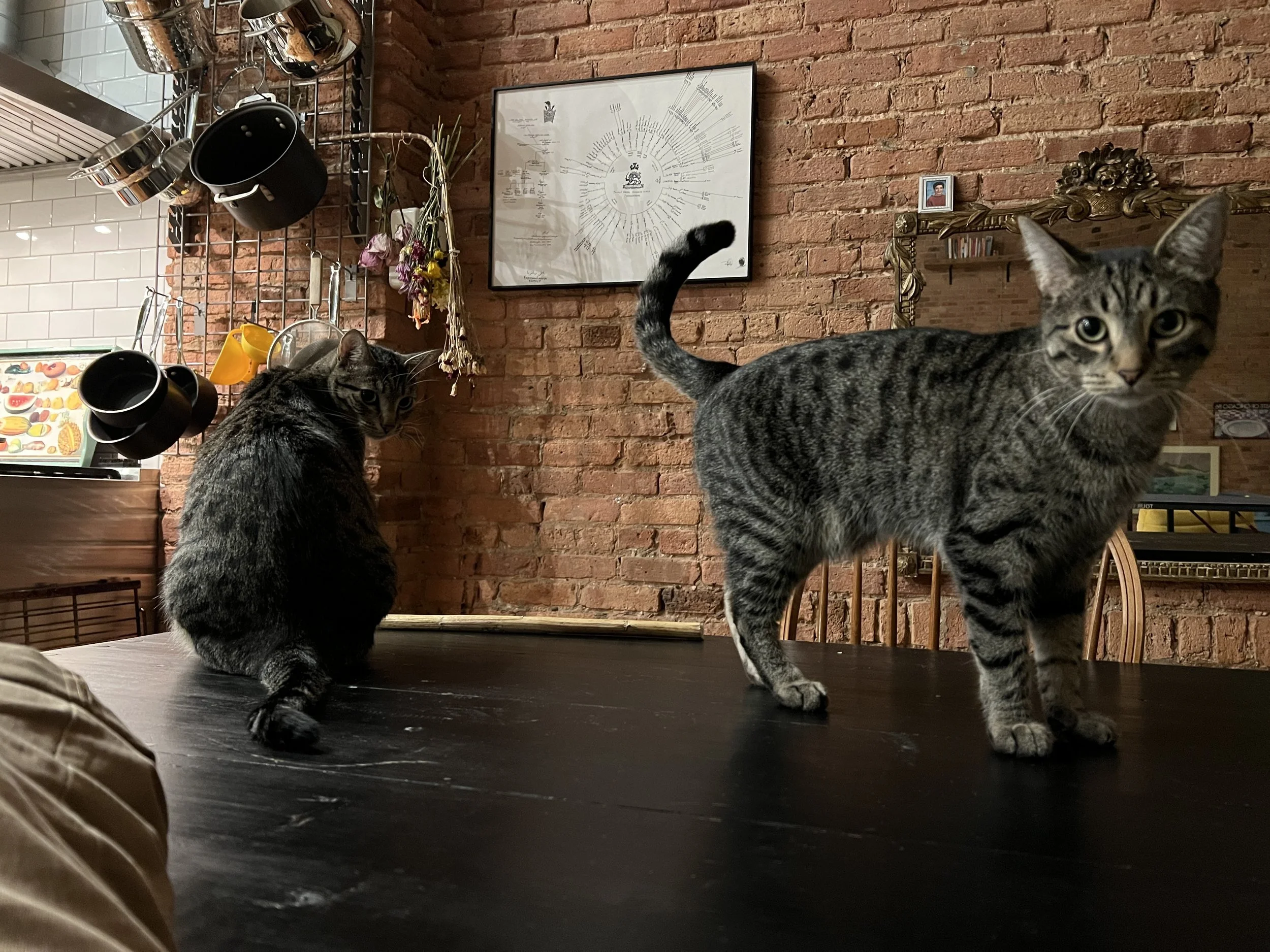 cats_IMG_7616.JPG