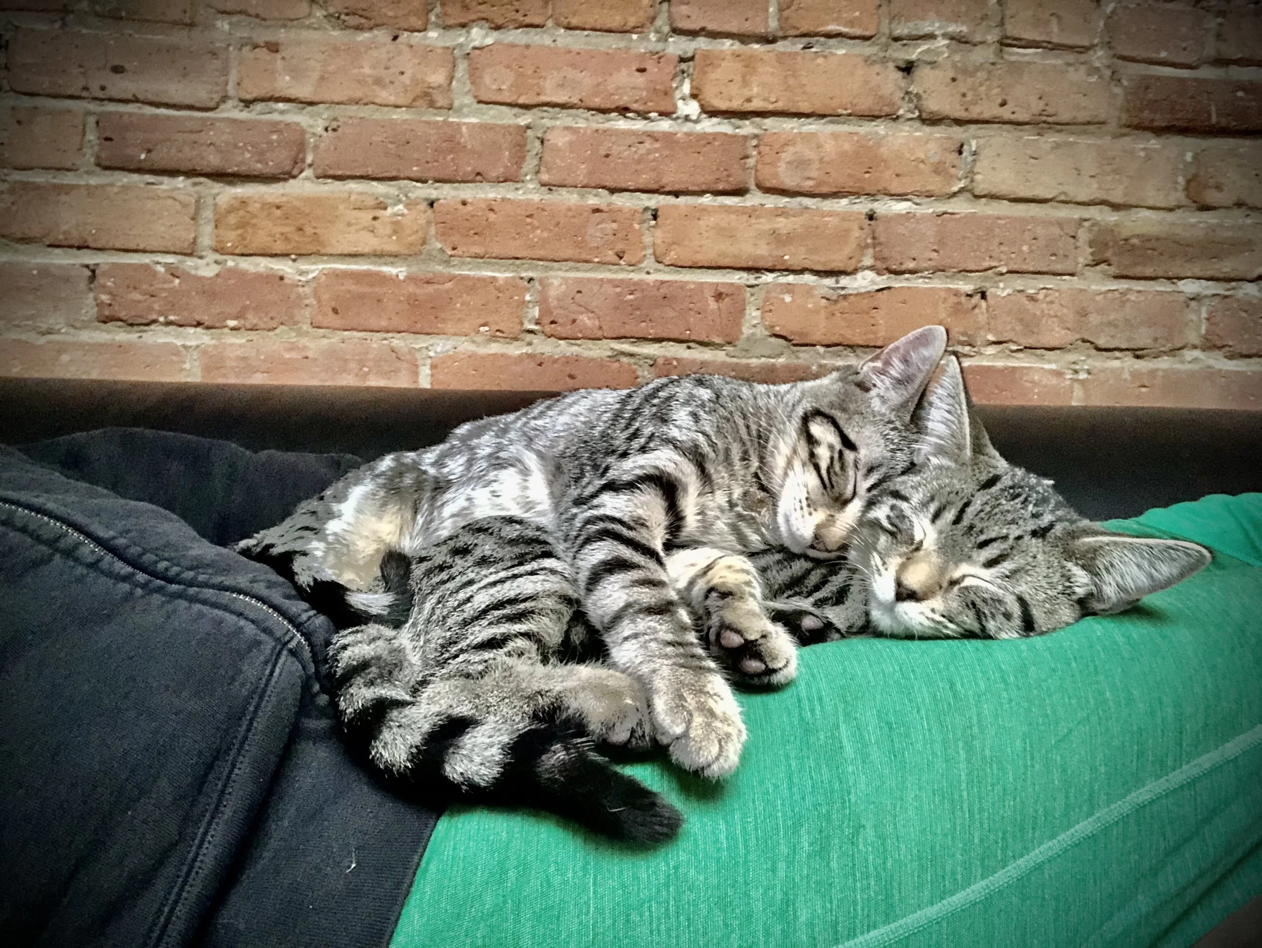 cats_IMG_1448.jpg