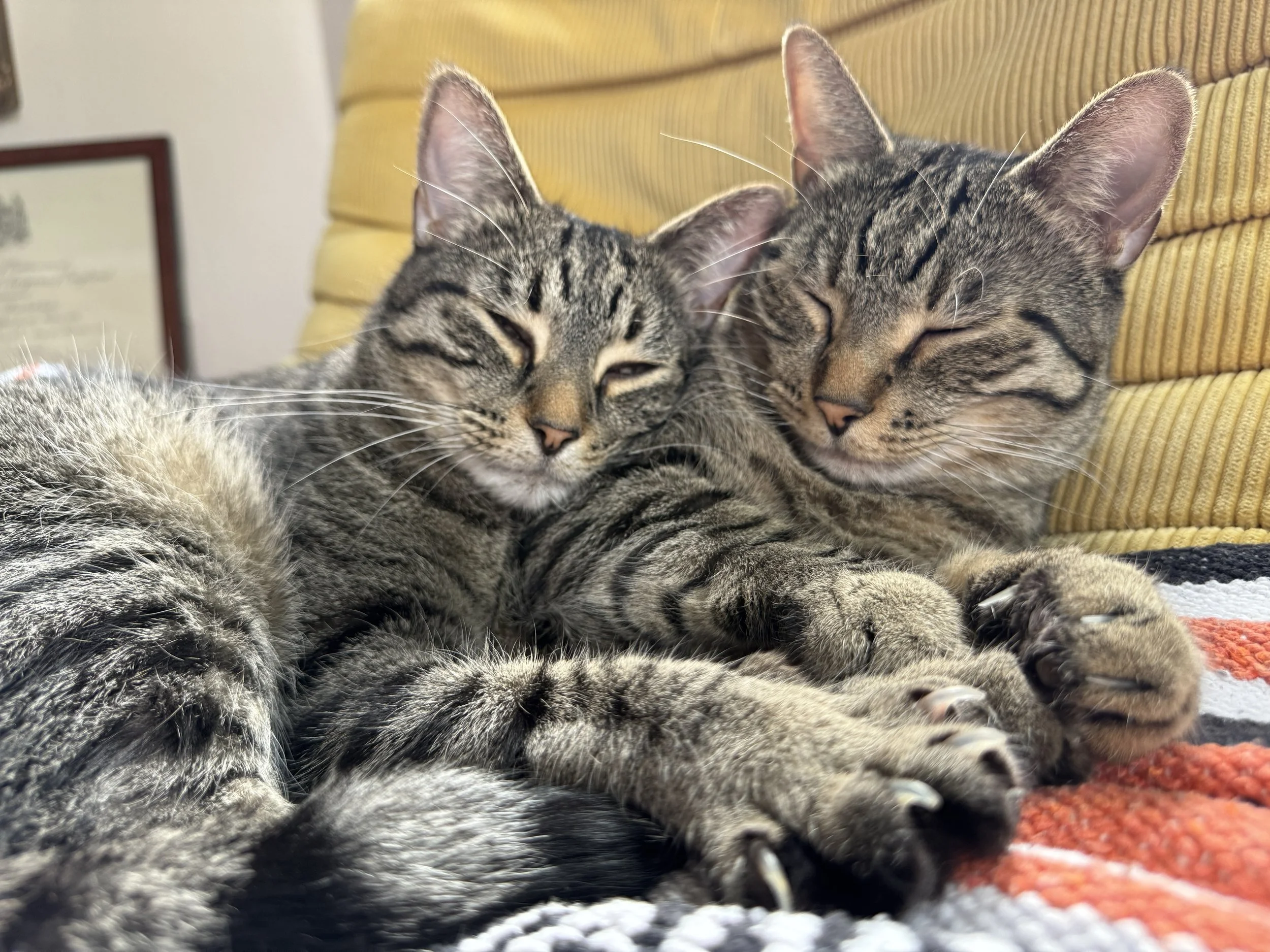 cats_IMG_7194.JPG