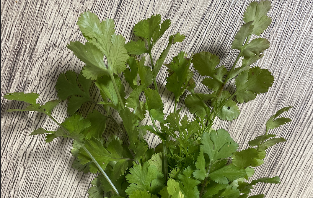 Cilantro & Kamemushi