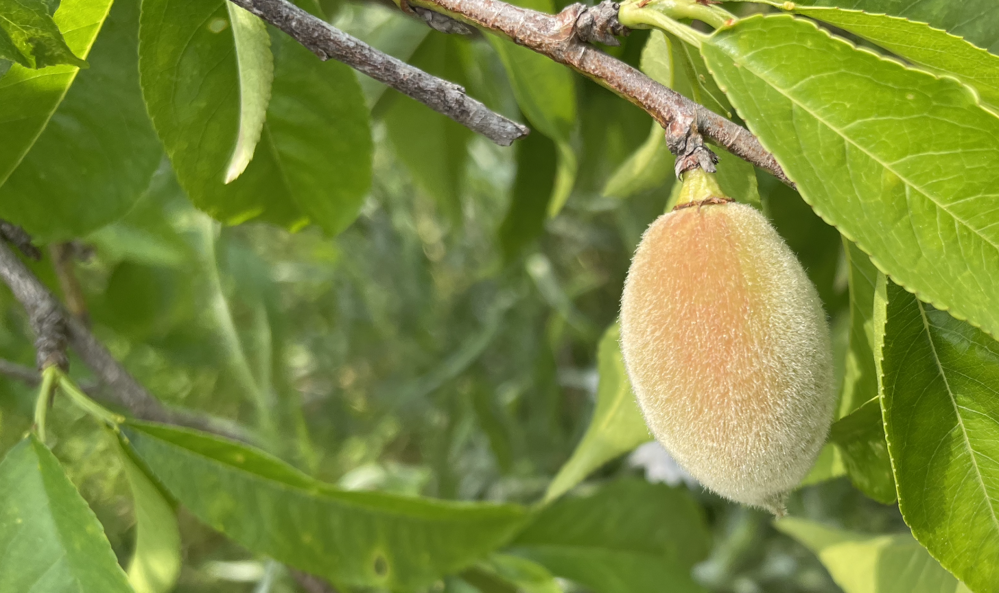 Peaches