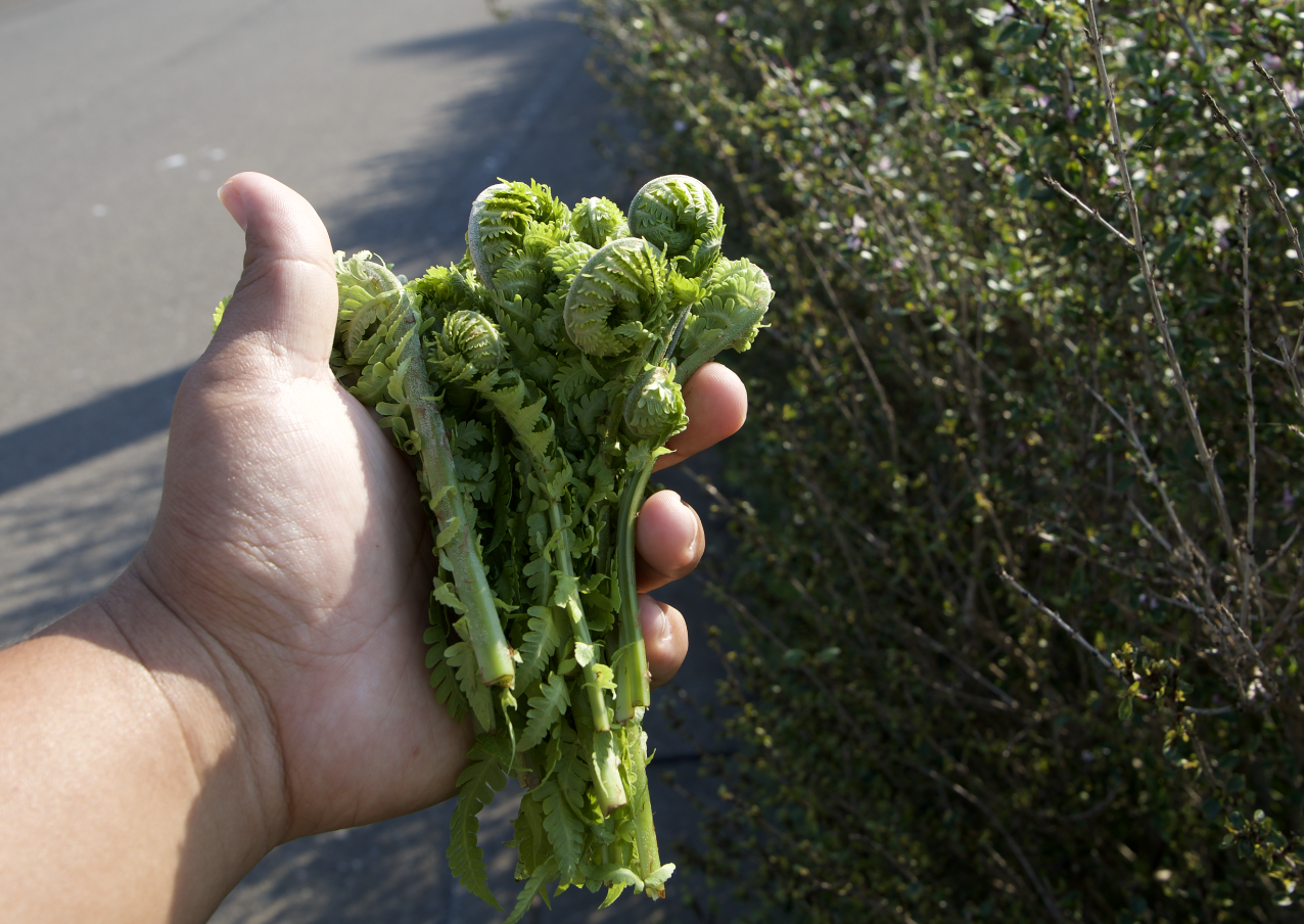 Ferns & Where to Find Them