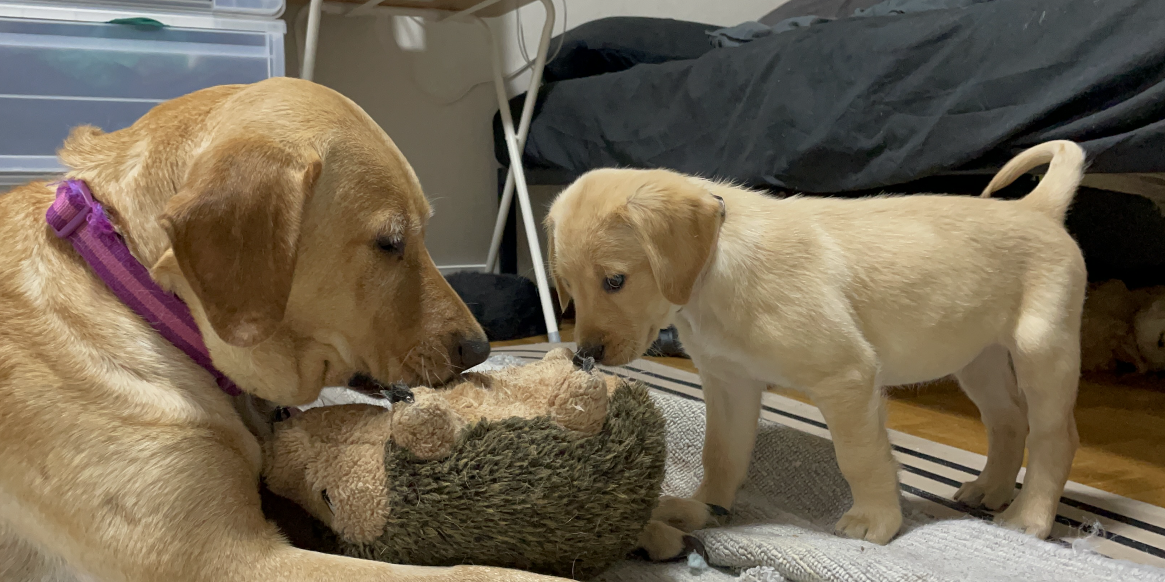We had Puppies