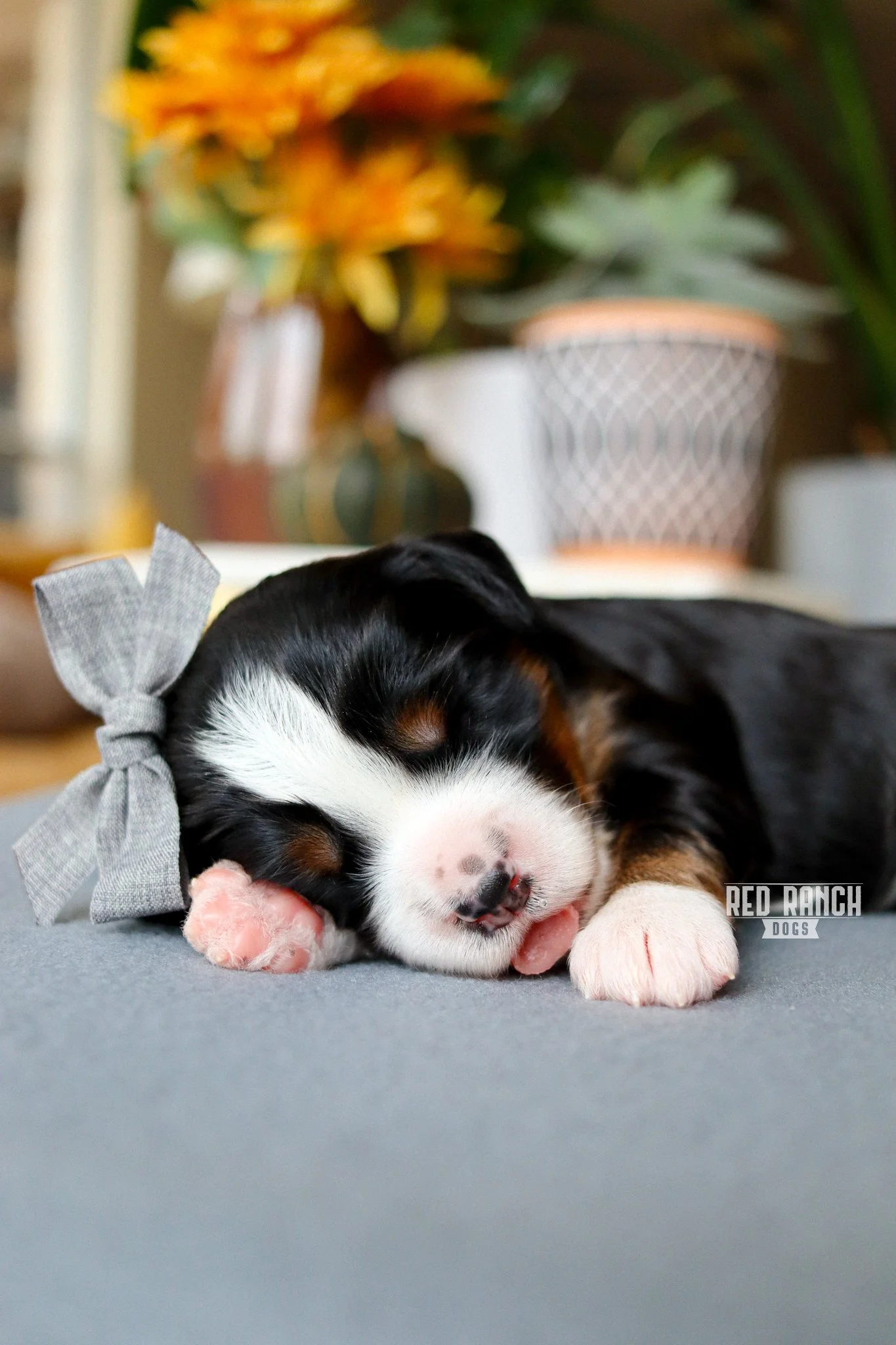 Rolls
