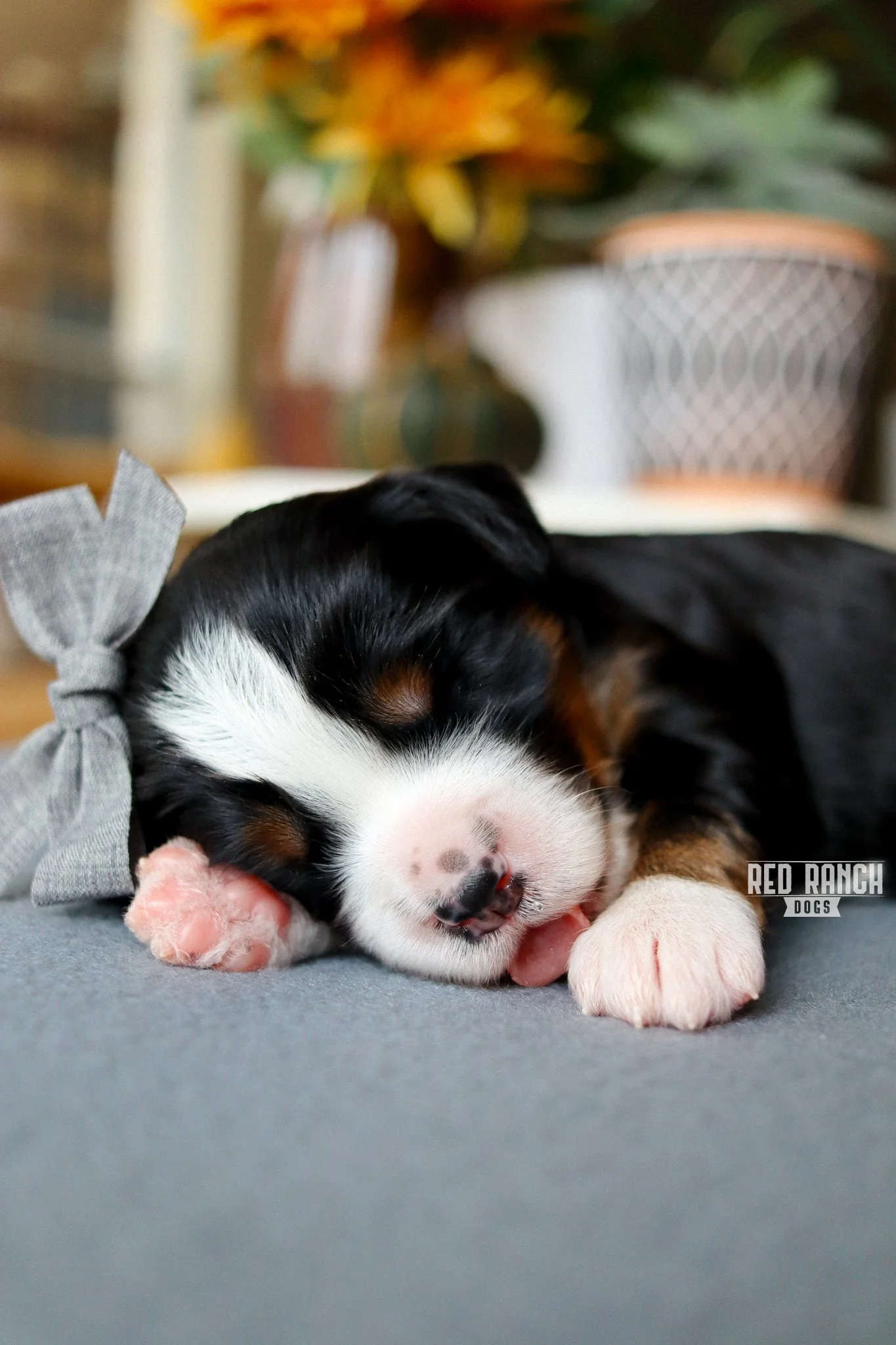 Rolls
