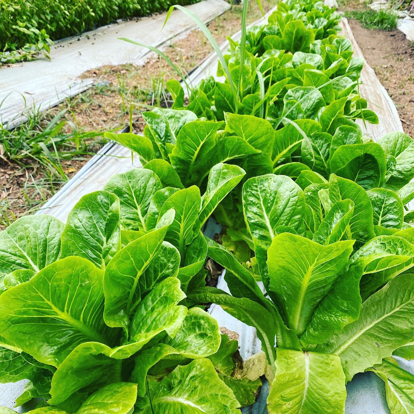 Lettuceeeee! Lots of these beautiful lettuces will be on our displays this week and weekend. Don&rsquo;t miss your fix of this crunchy staple.