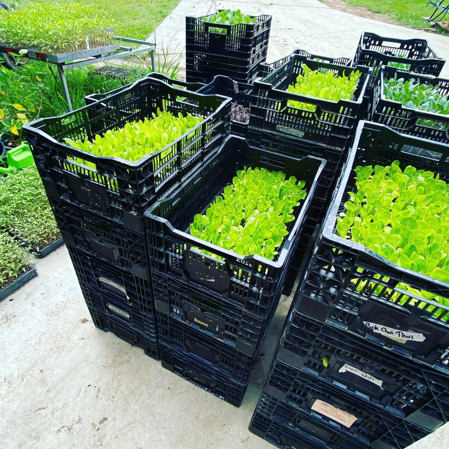 A sneaky pic of over 7,000 seedlings which will start to make their way into our rich soil tomorrow in preparation for our winter crop. Plantation had started early this week and will continue into next. Feel free to join us tomorrow and get your fin
