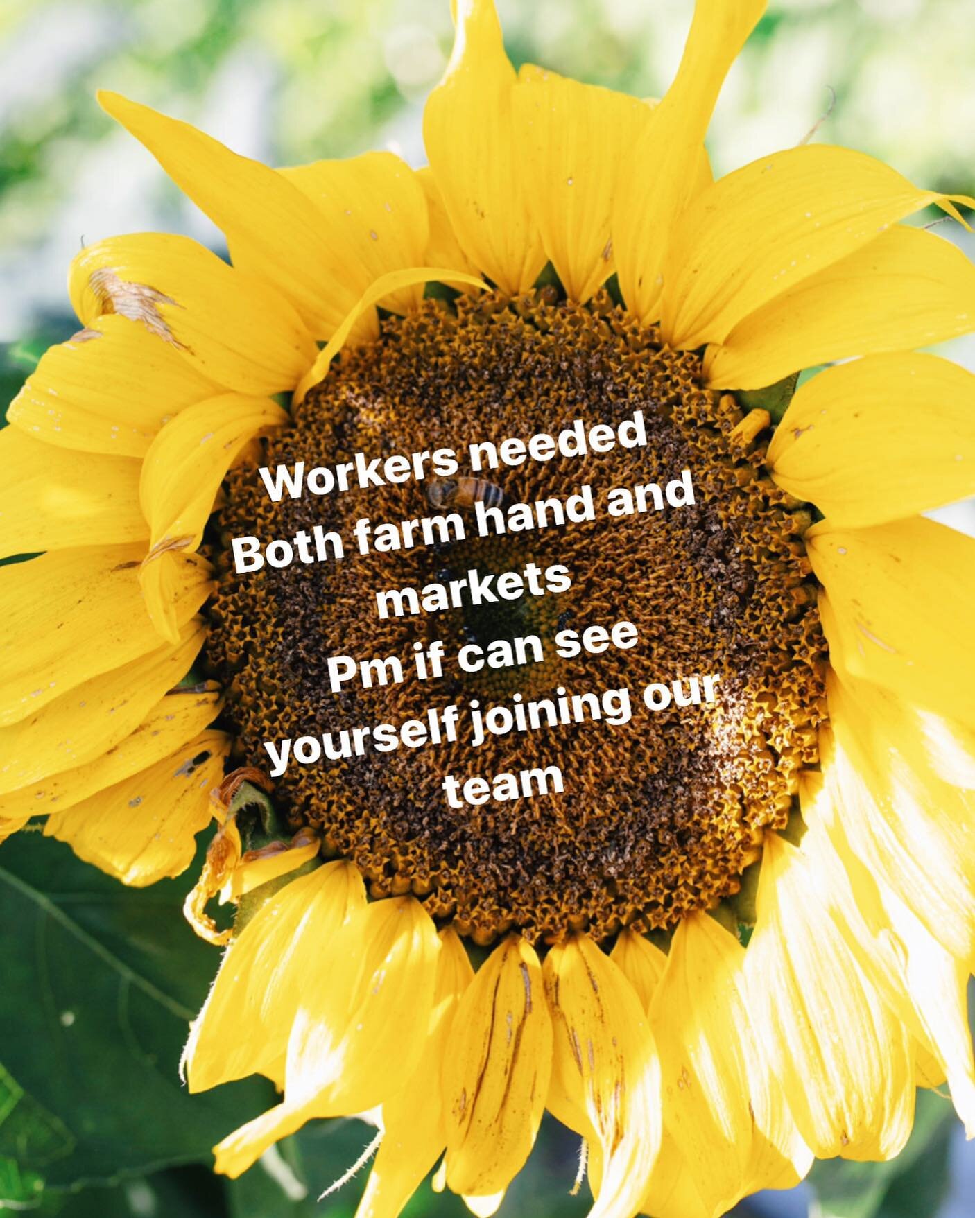 We are currently short staffed and would love to see 1 or 2 beautiful beings join our team! 
Weekend work a must 
Farming or retail experience a bonus but not necessary 🌿💚🪲