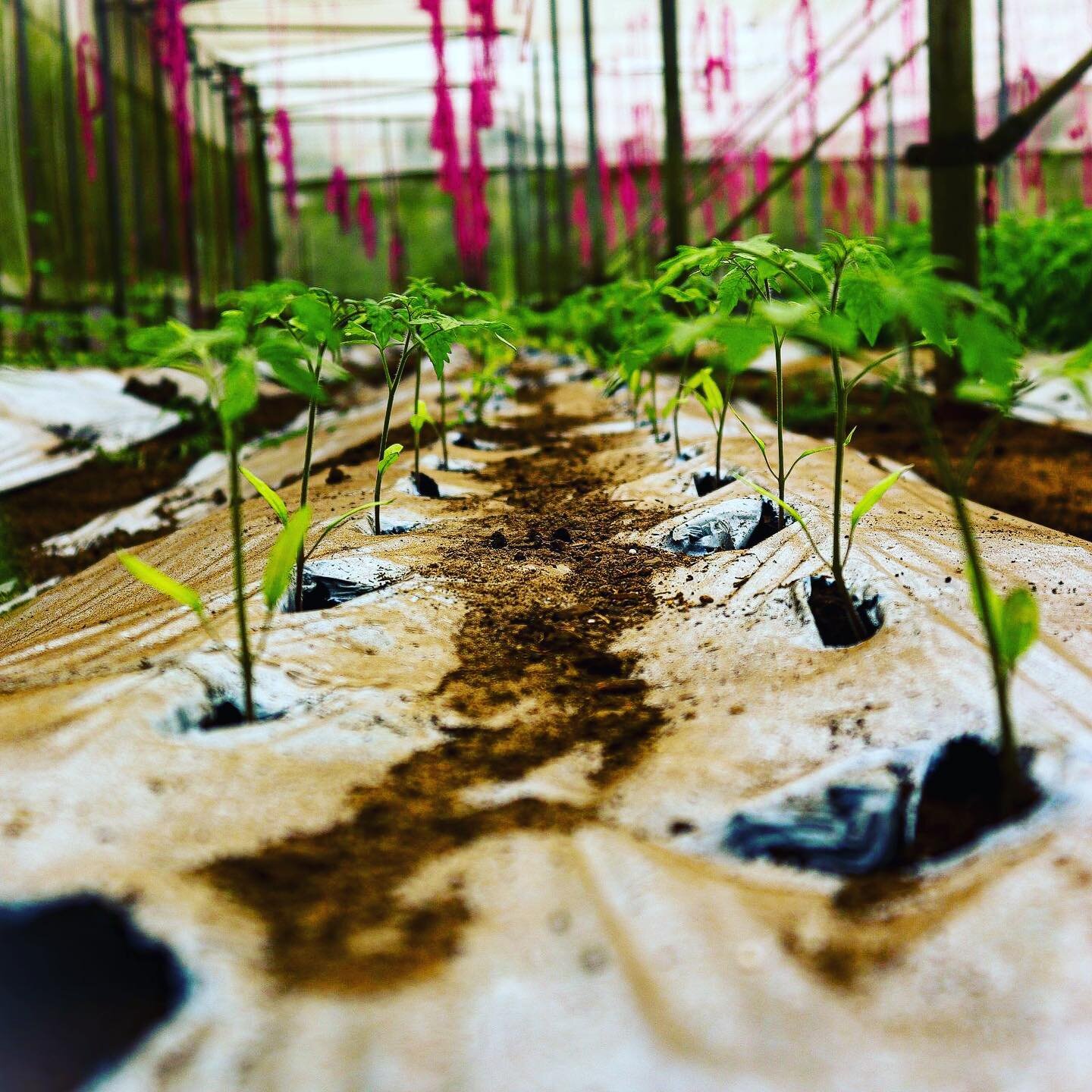Another 3,000 truss and cherry tomato baby seedlings are in the ground. These precious things will see us with abundance of fresh juicy tomatoes throughout the winter. Preparation is essential! Have an awesome week everyone 🙃🙃🙃