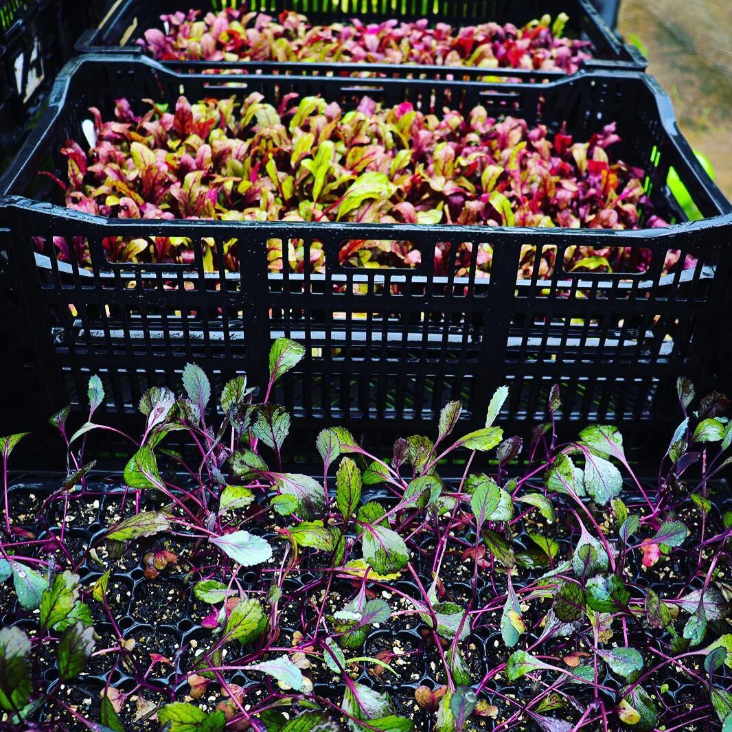 It has been pretty wet down here for the past couple of weeks. Interesting to see some of the plants thrive and some having a more difficult time adjusting to the weather conditions. Like our seedlings persevering through the rain, so do we! See you 