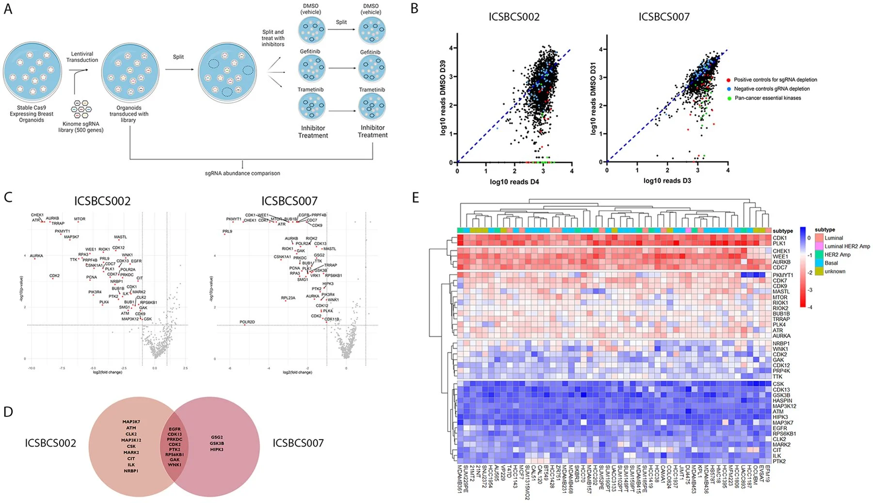 Kinome-Focused CRISPR-Cas9 Screens in African Ancestry Patient-Derived Breast Cancer Organoids Identify Essential Kinases and Synergy of EGFR and FGFR1 Inhibition