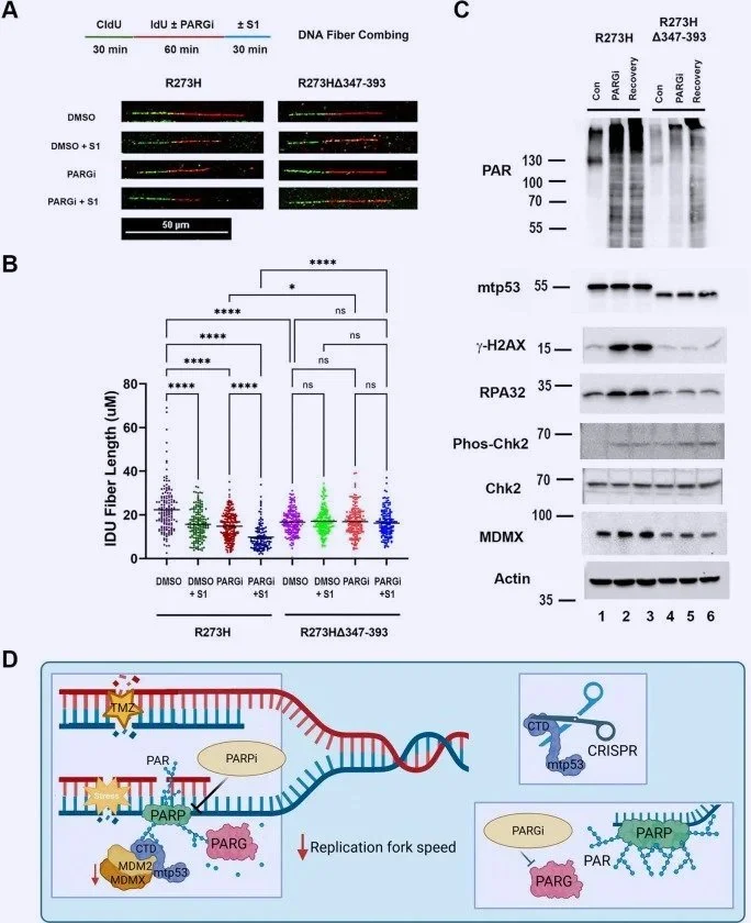 Mutant p53 Directs PARP to Regulate Replication Stress and Drive Breast Cancer Metastasis