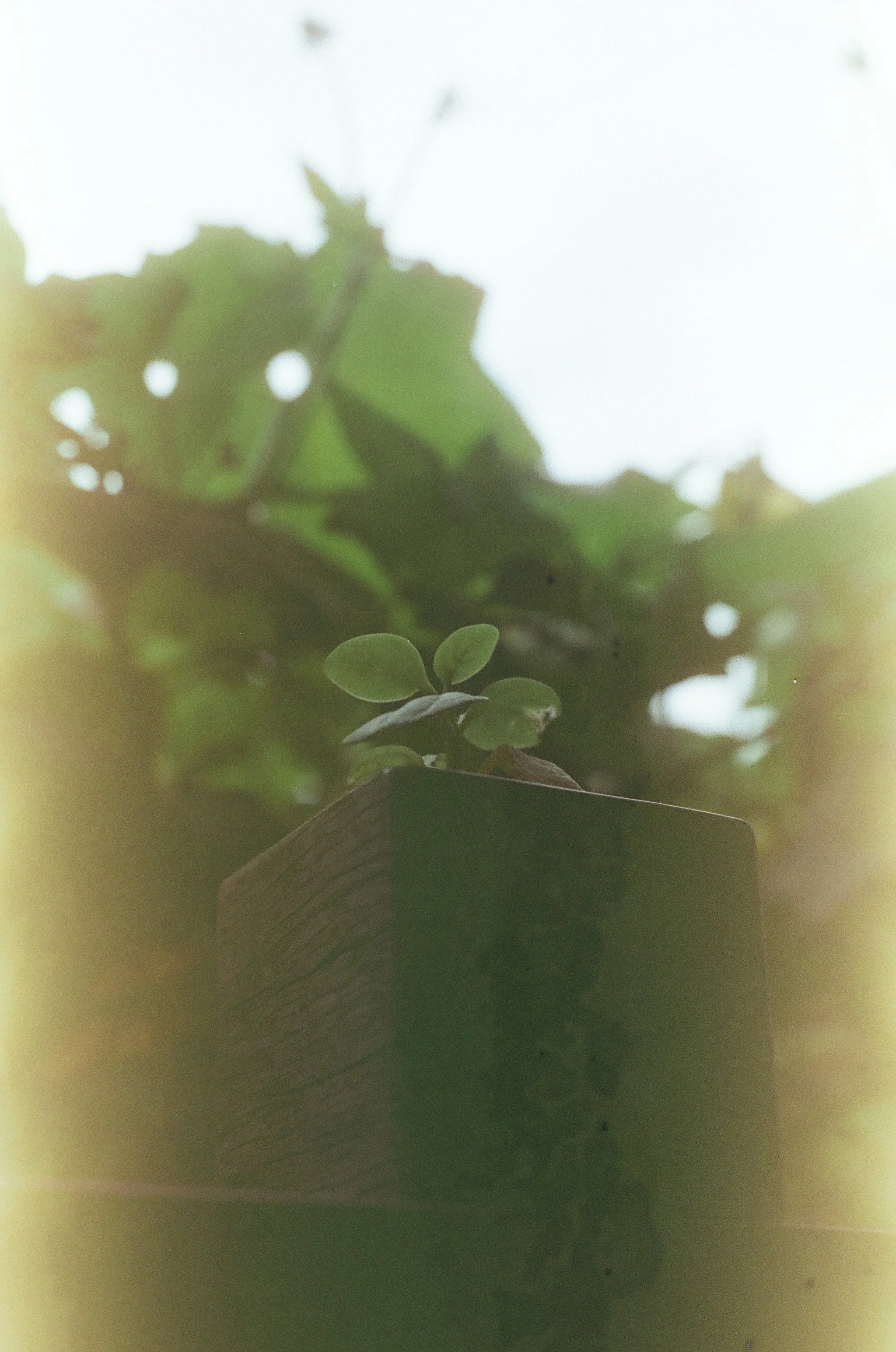 Roll31_SORA200-03.jpg