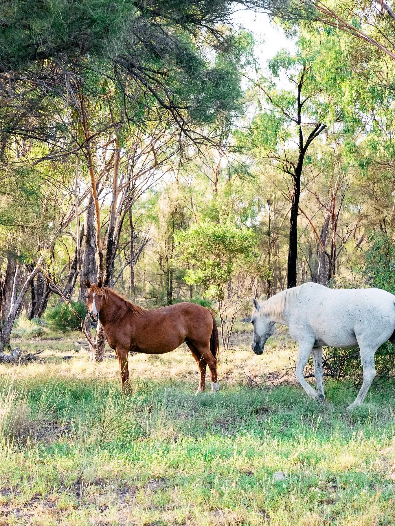 Most of the time when I drive through the Pilliga I see brumbies, but a fact I only learnt recently (from Google) is that there are only between 50-100 brumbies in the scrub (which is over 1.2 million acres). The page was dated to 2018, but still, I 