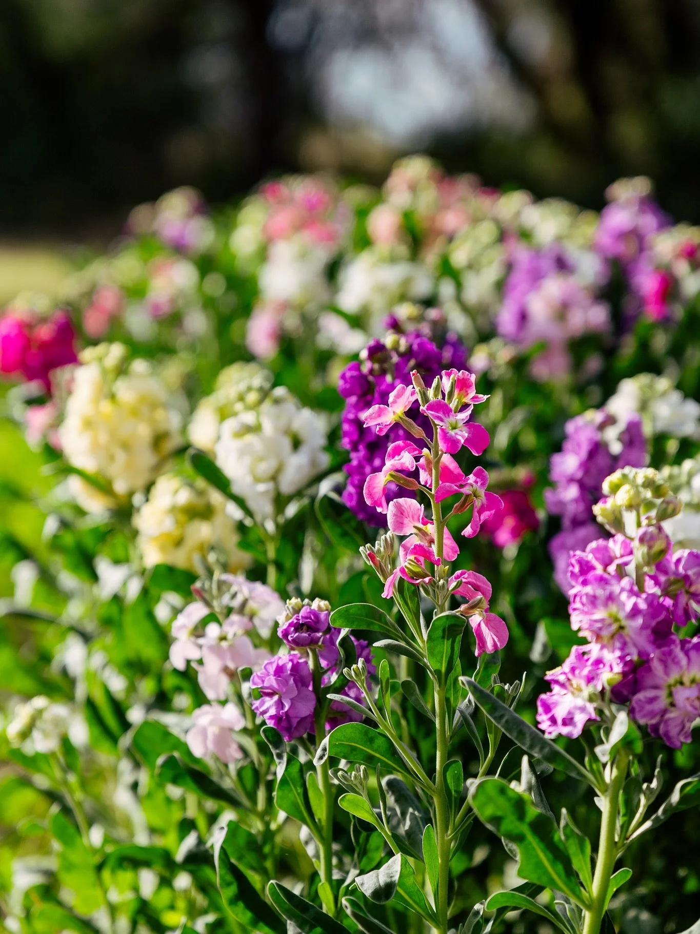 This week when I was home for a very quick 25hrs,  I was very lucky to visit Emily&rsquo;s flower farm ( @petalandbow.flowers ) and see what she&rsquo;s got flowering at the moment. These are just so pretty and colourful!