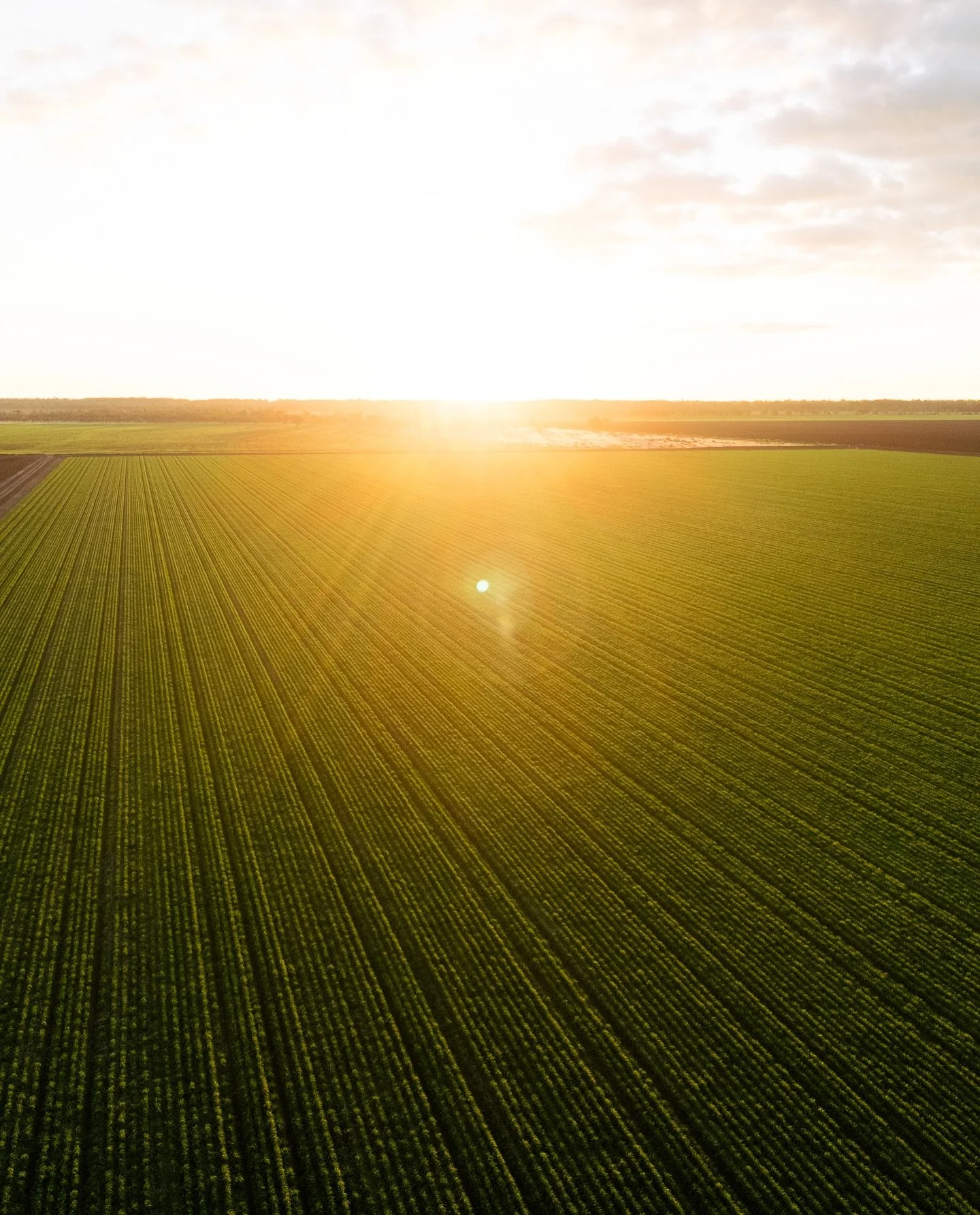 Sharing because I genuinely just love wheat and broad acre cropping (especially as I&rsquo;m knee deep in soil science at the moment), but also because I love love love a good sun flare🌱 🌞