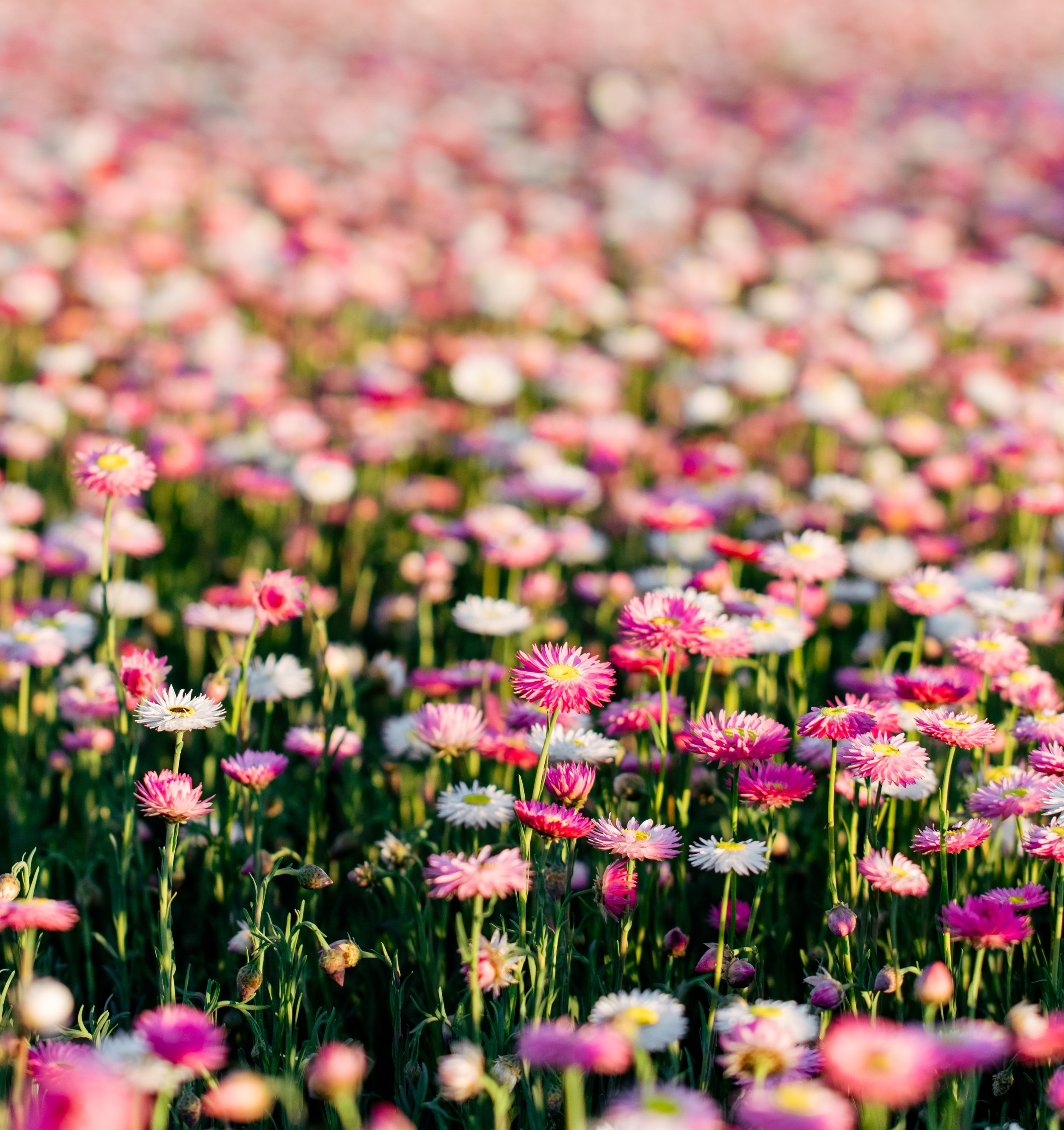 Emily's Flowers 2024-016.jpg