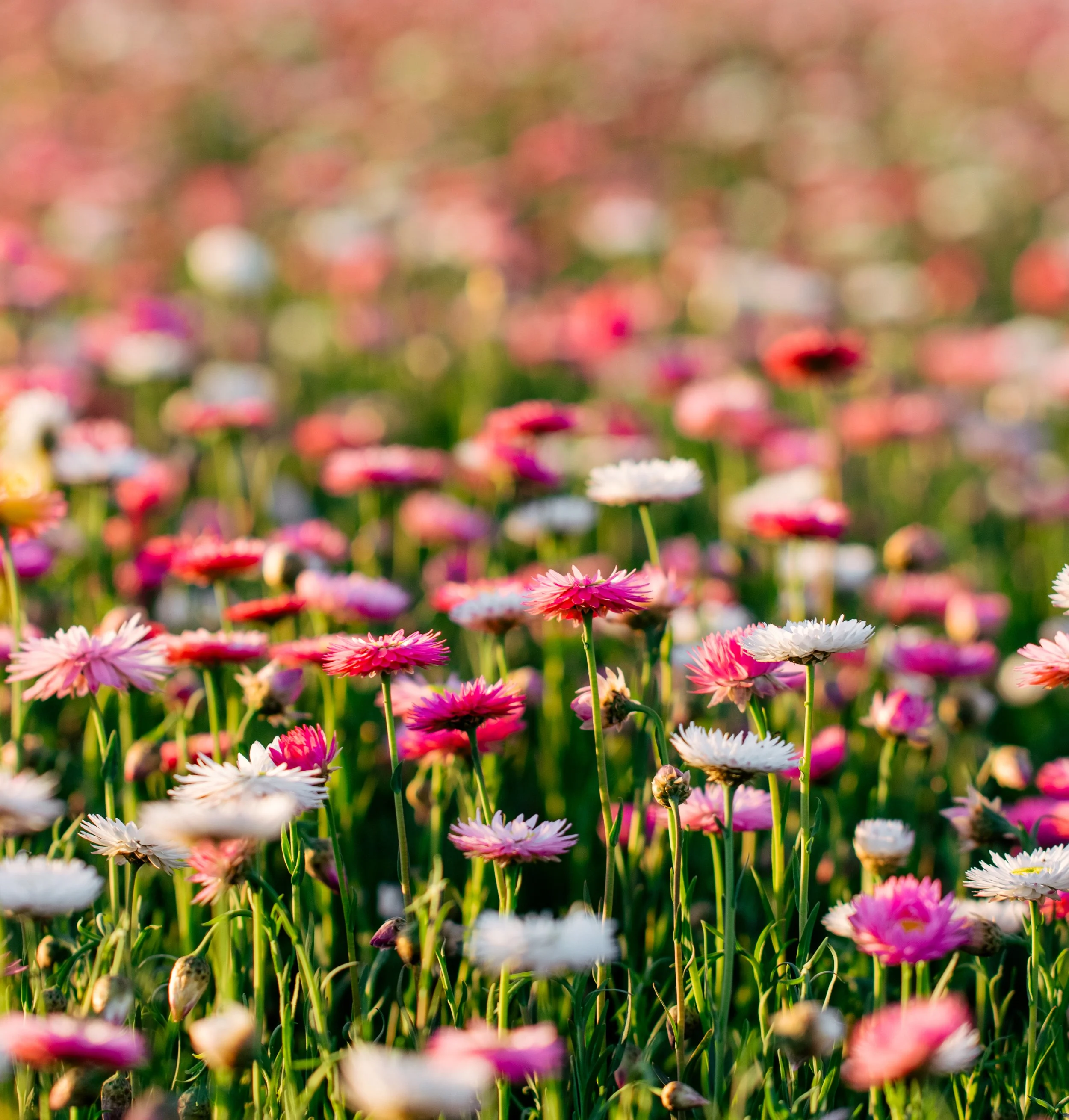 Emily's Flowers 2024-072.jpg