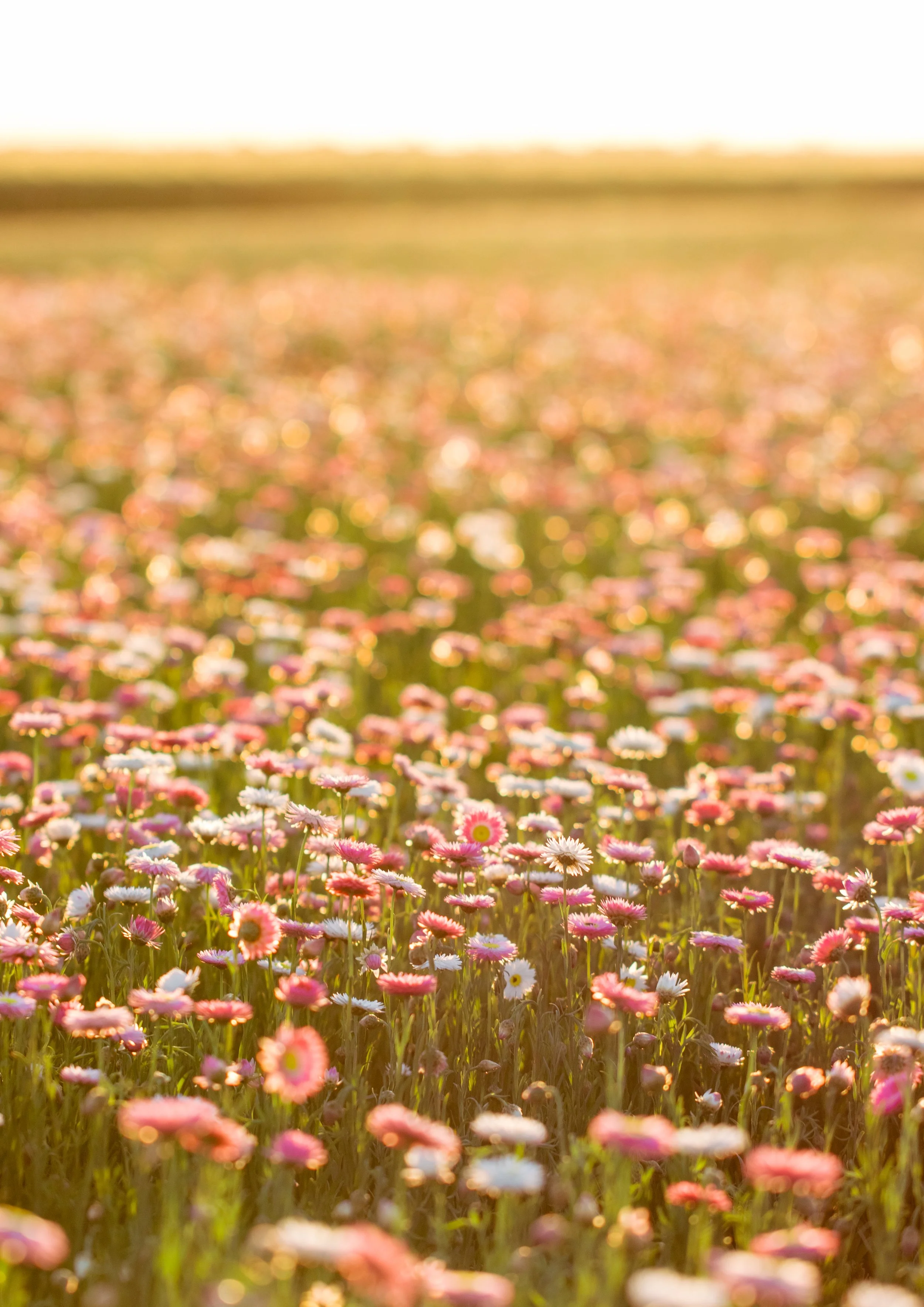 Emily's Flowers 2024-079.jpg