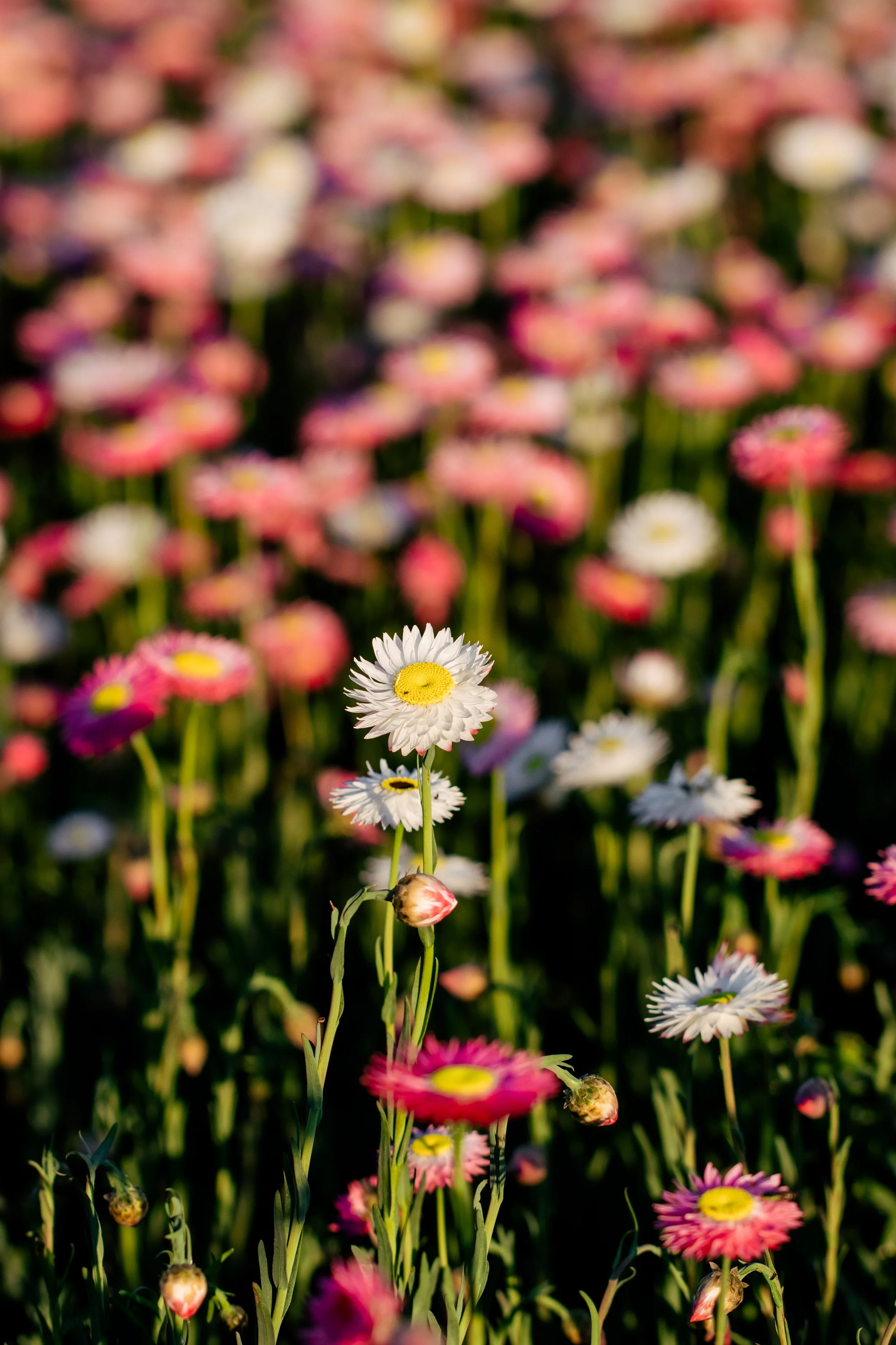 Emily's Flowers 2024-002.jpg