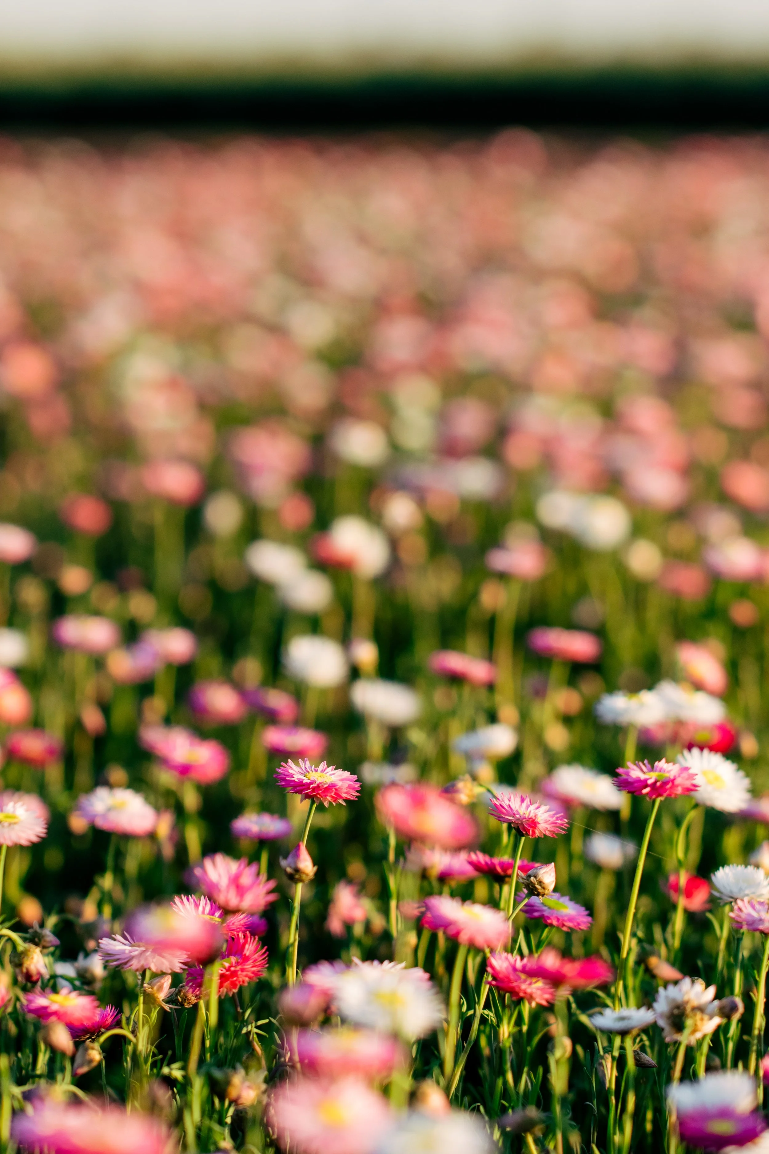 Emily's Flowers 2024-051.jpg