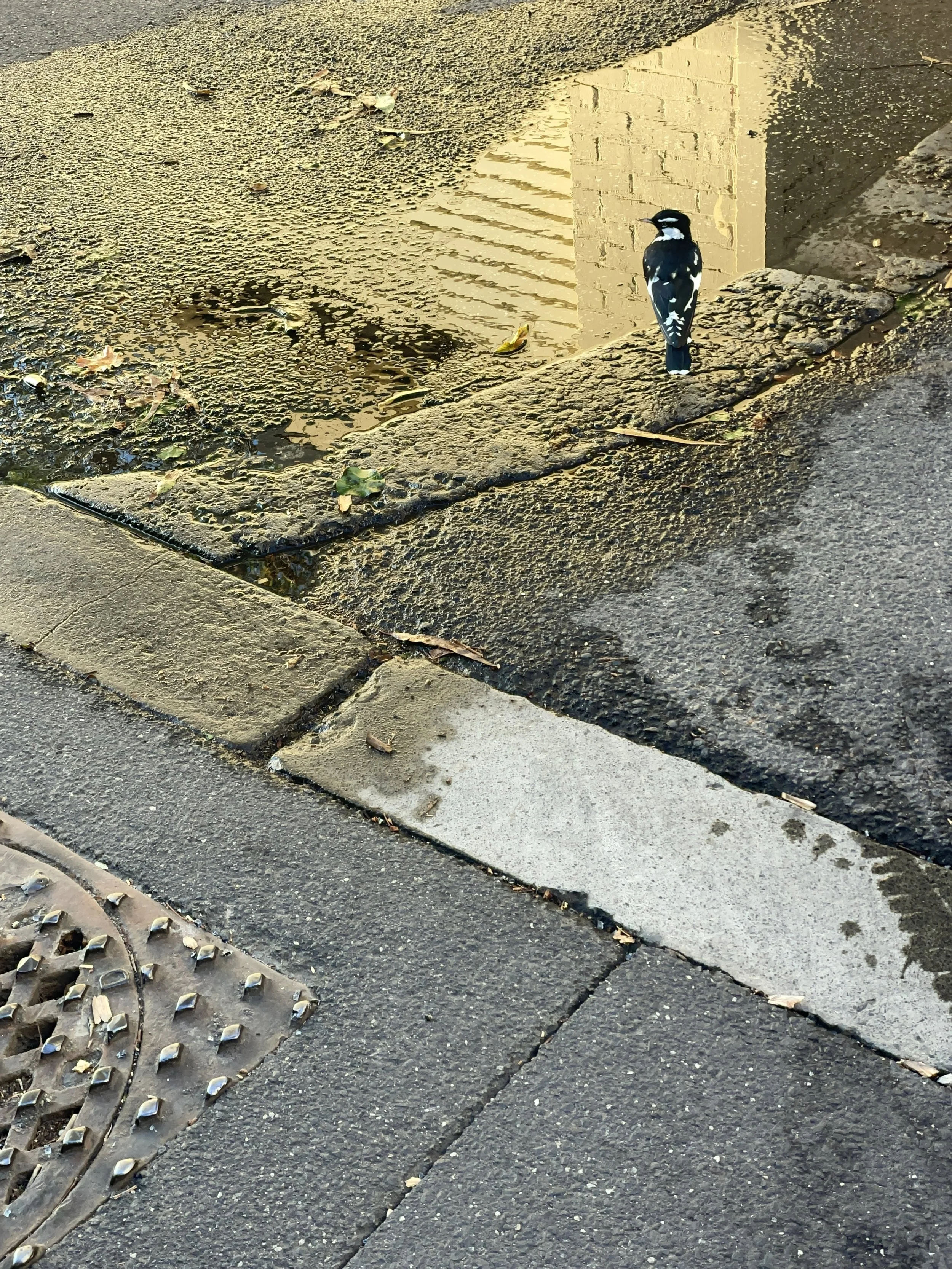 7A_IMG_2362_Melbourne_Feb 2025.JPG