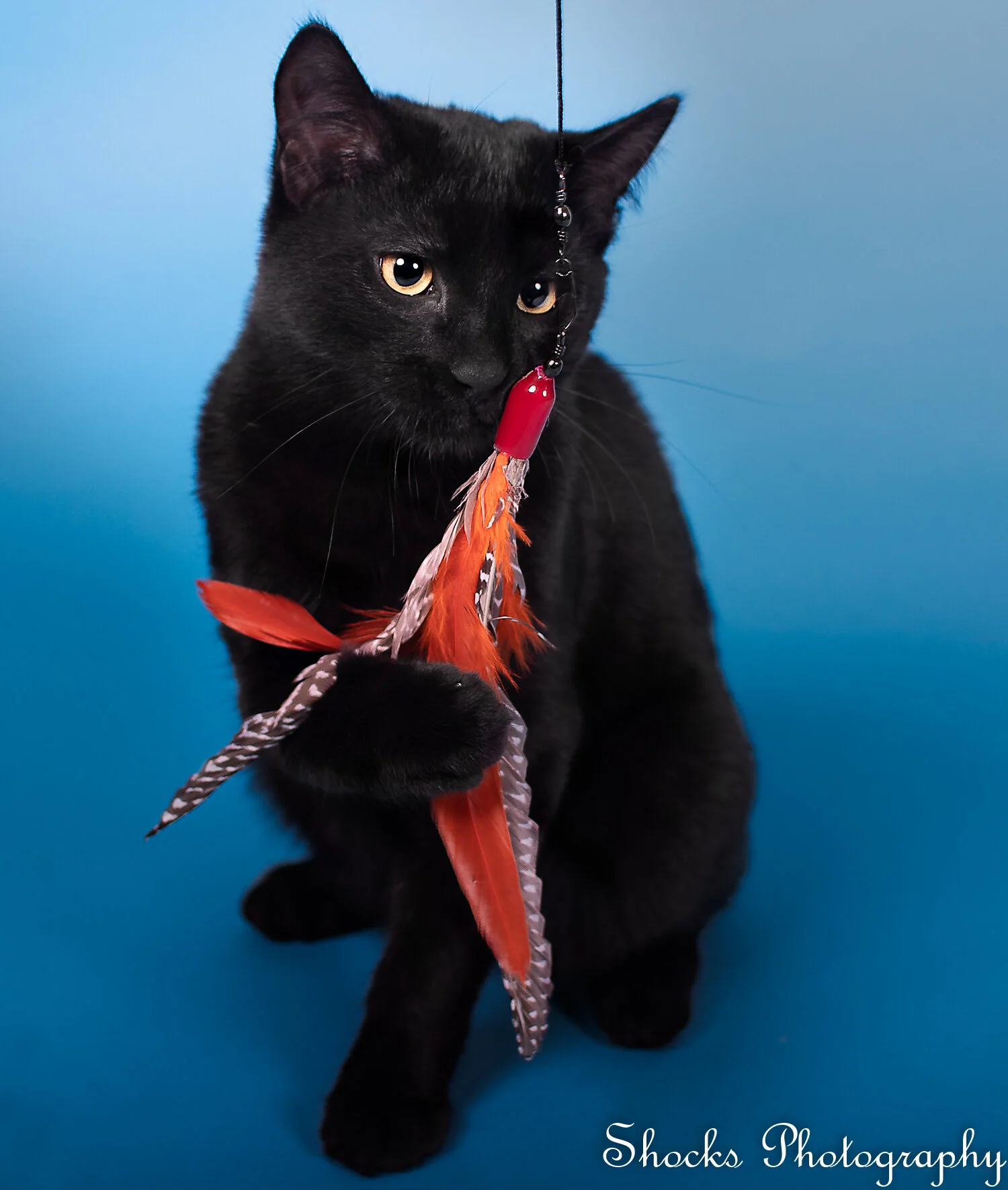 8 Tips for Taking Purrfect Pictures of Cats — Shocks Photography