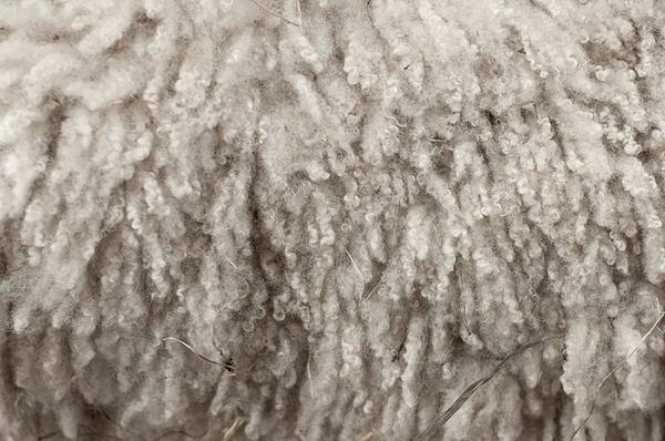 The Ultimate Guide to Organic Wool