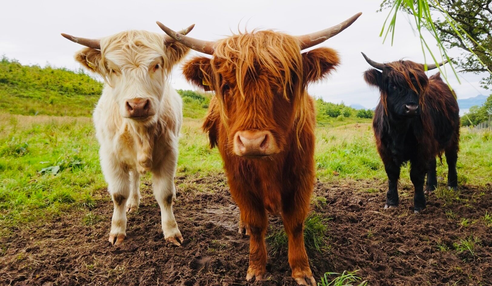 Highland Cows, Applecross