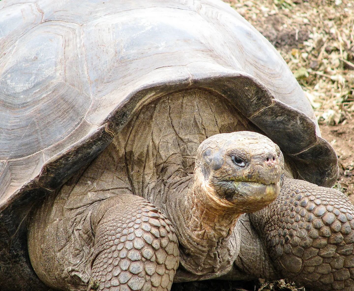 The emblematic Galapagos Giant Tortoise to be found in the highlands of Santa Cruz Island in its natural habitat 🐢

#galapagos #island #islasgalapagos #wildlifephotography #gianttortoise #bucketlist #ecoturismo #tortugagigante
