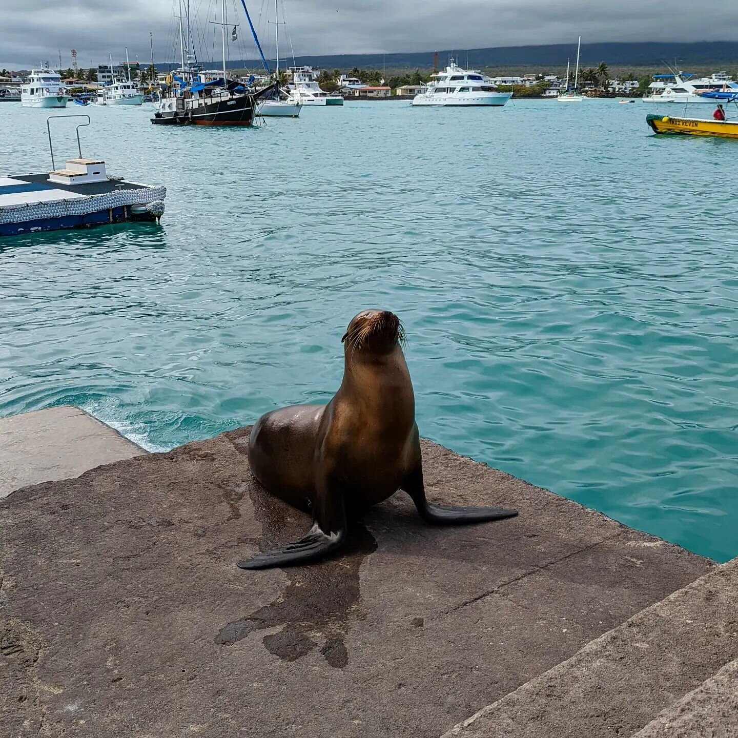Galapagos animals will often seem to be posing for your camera - like this sea lion striking a pose!

Plan your vacation to the islands now so you can take some incredible shots for yourself 📷

Remember to only take photos without flash in order to 
